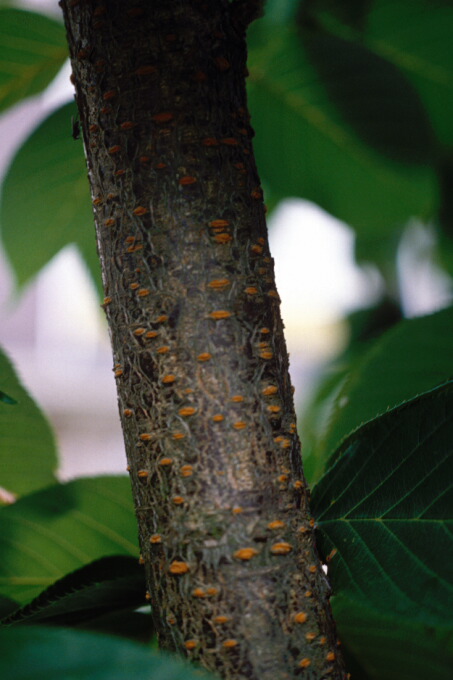 Lenticels Japanese Cherry 2