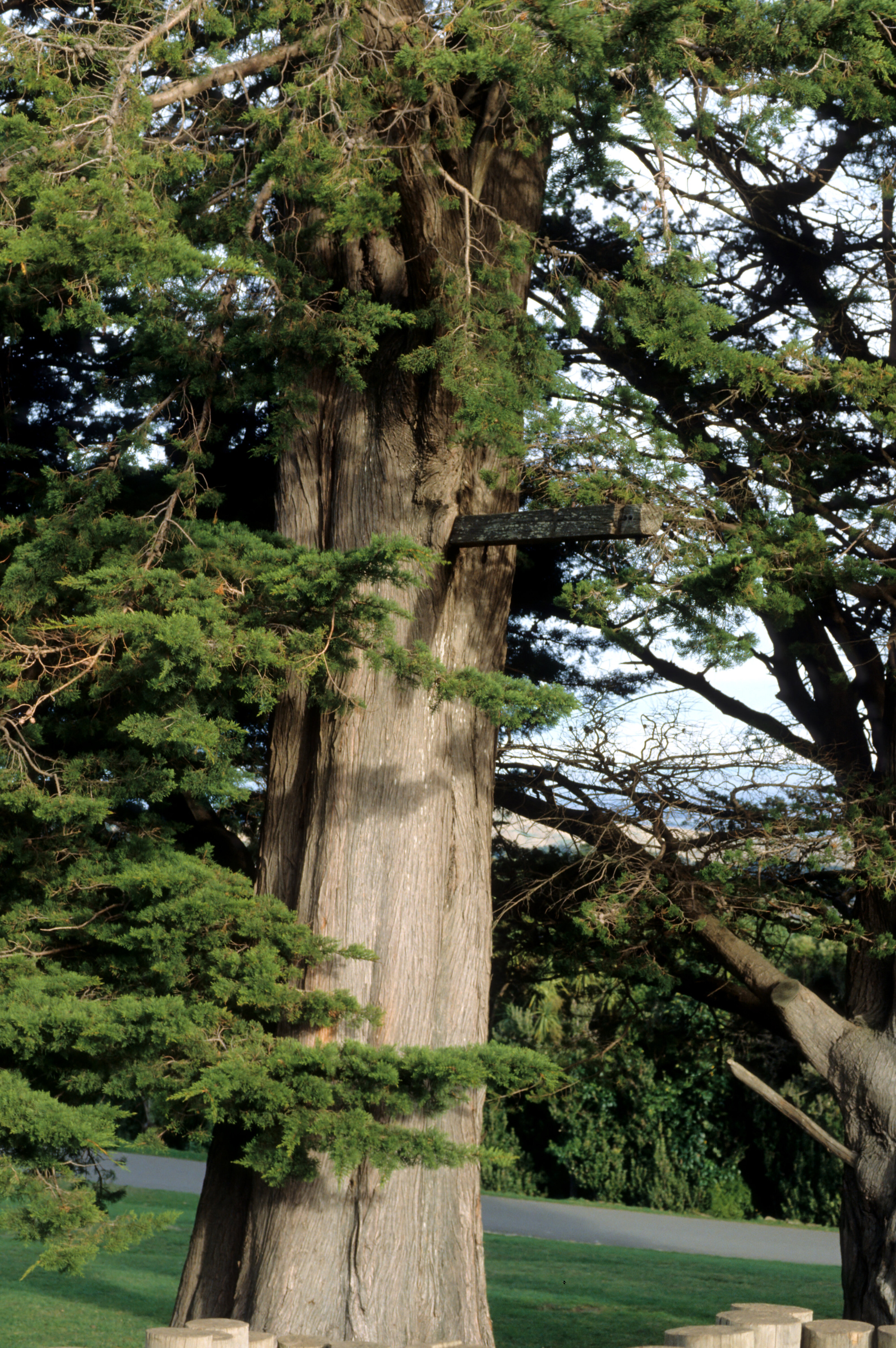 Macrocarpa with square section branch Victoria Park