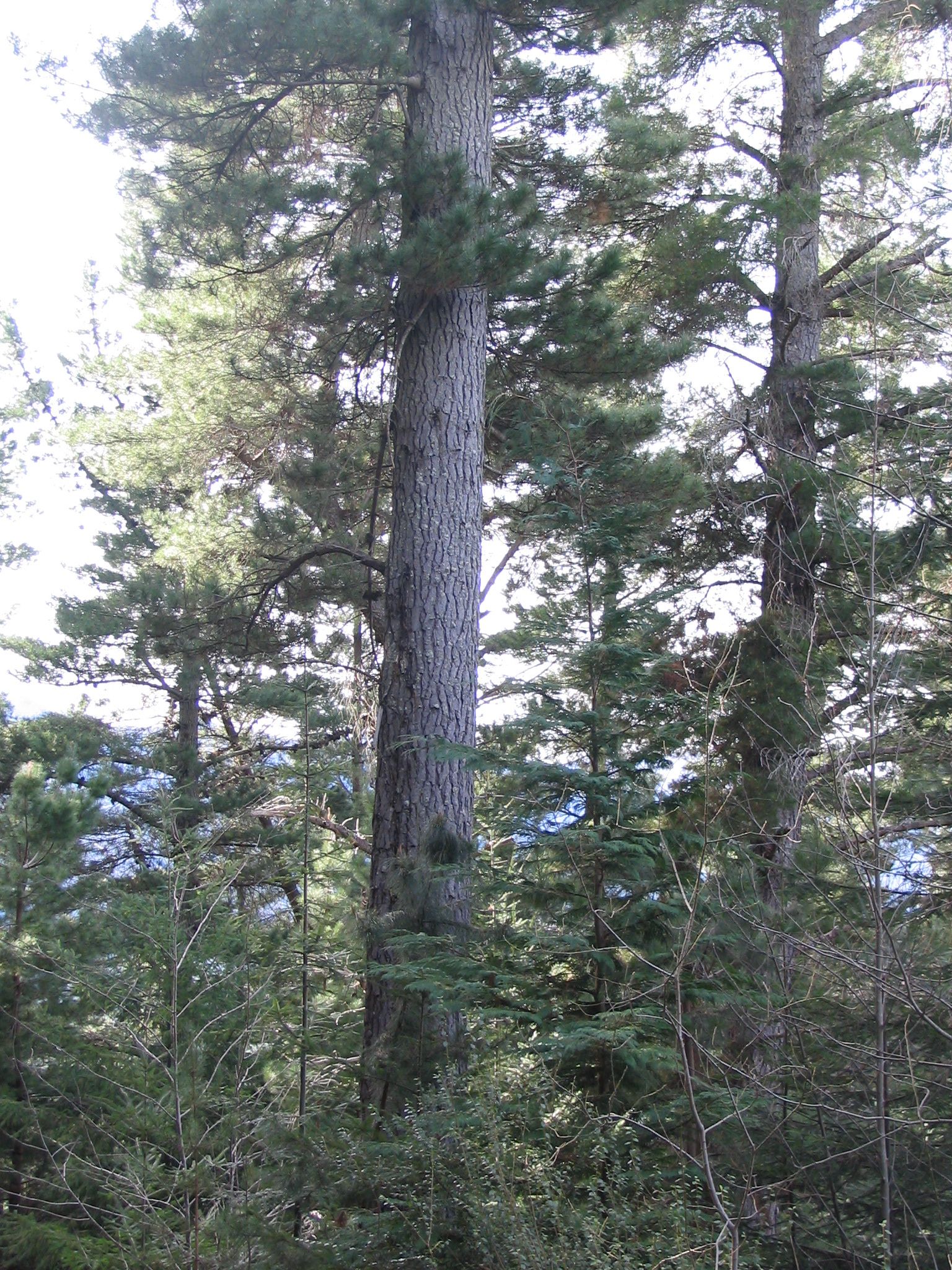 Pinus radiata trunk