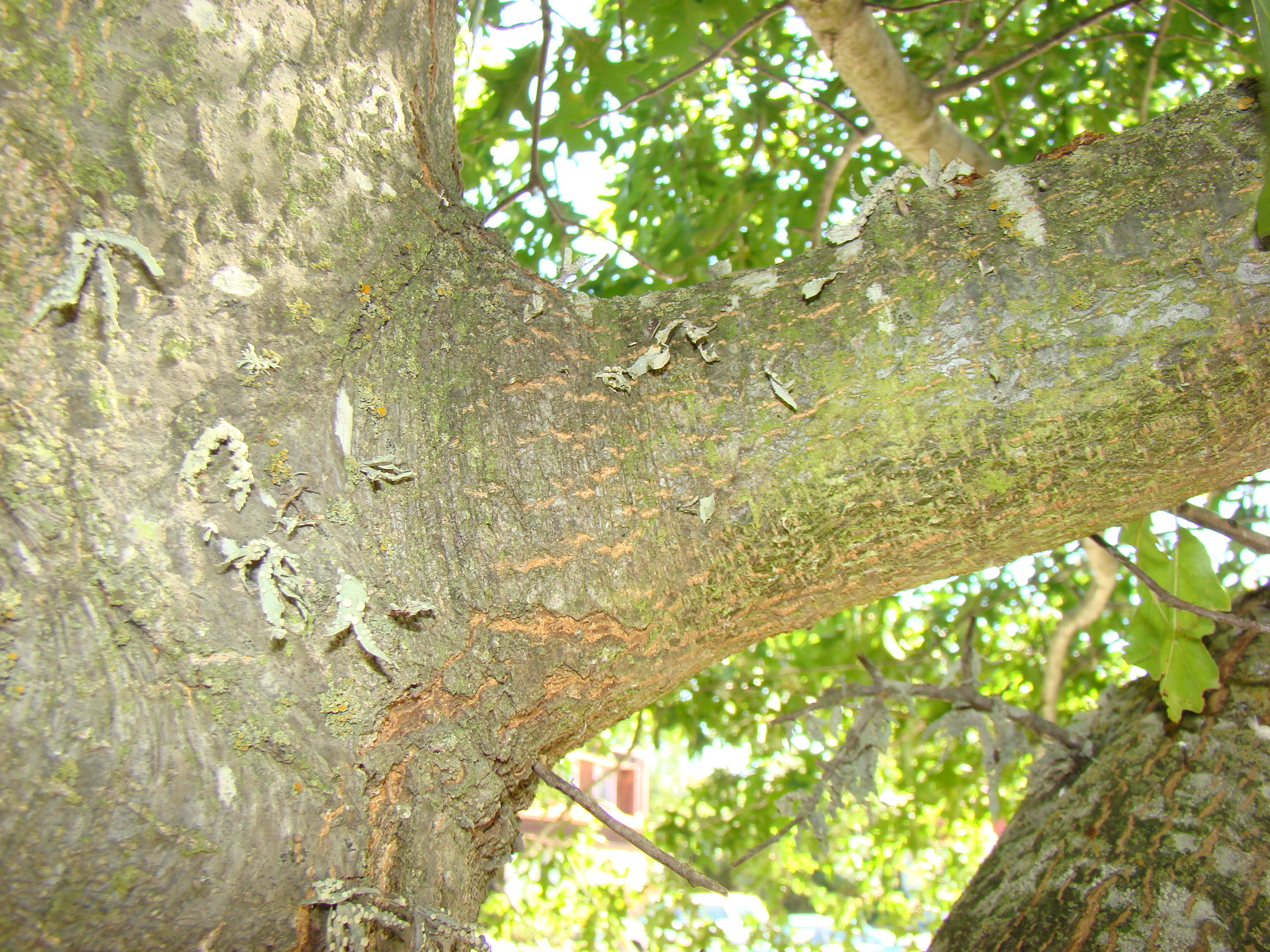 Quercus palustris branch collar