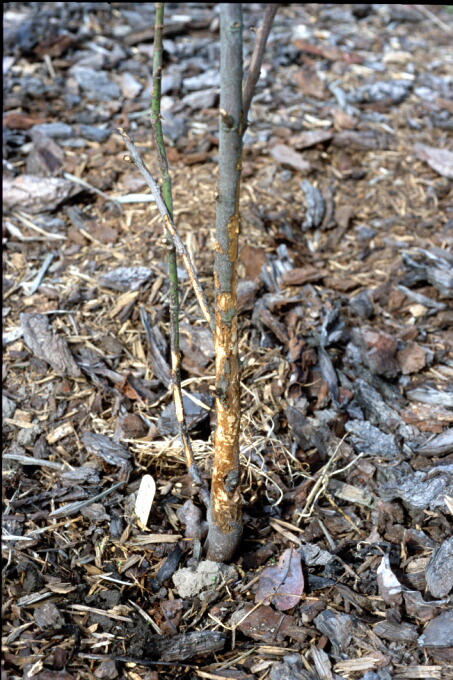 Rabbit Damage Magnolia
