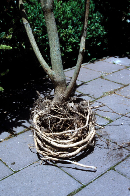 Root Girdling