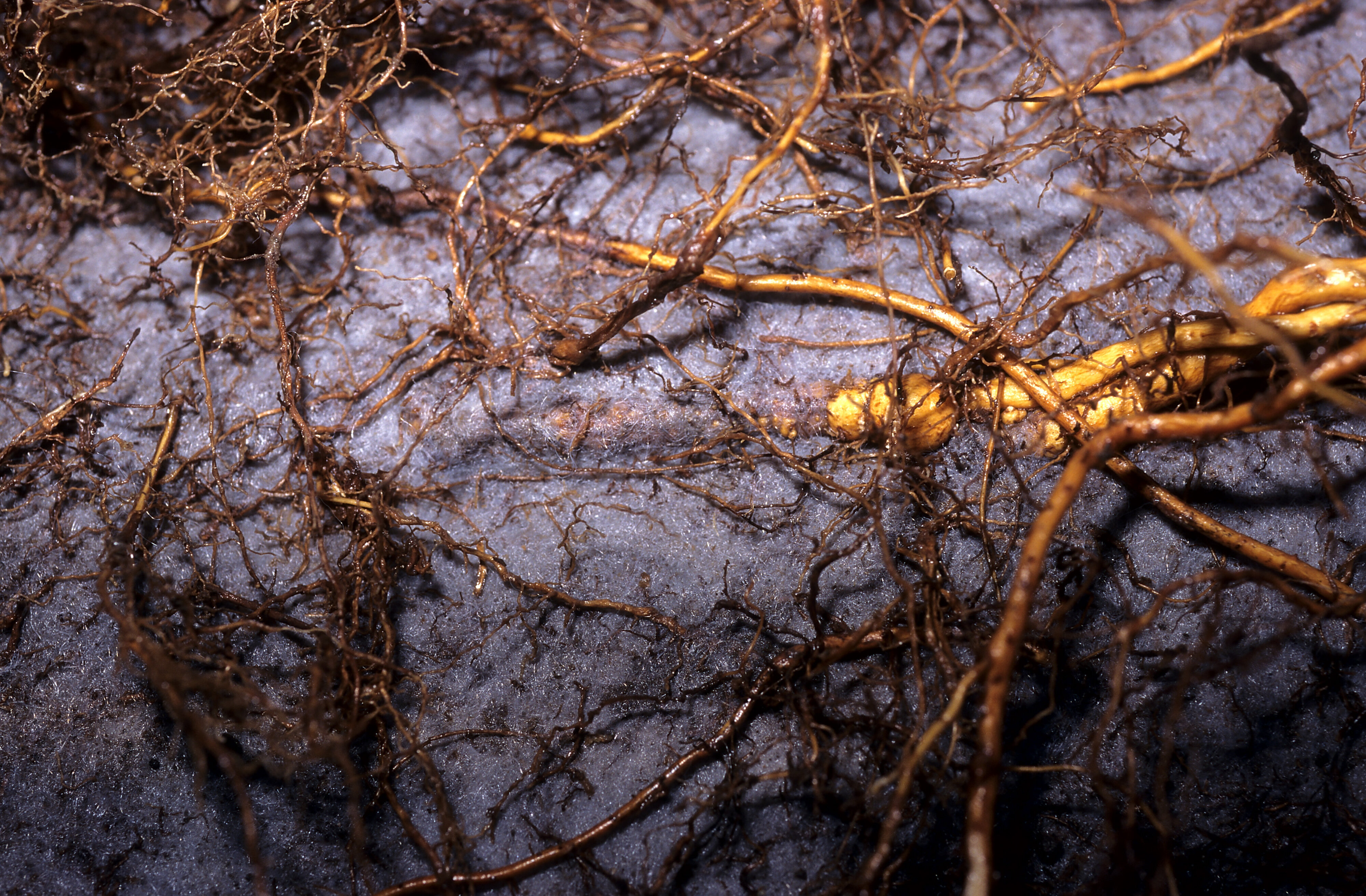 Root restriction geotextile poplar root escape