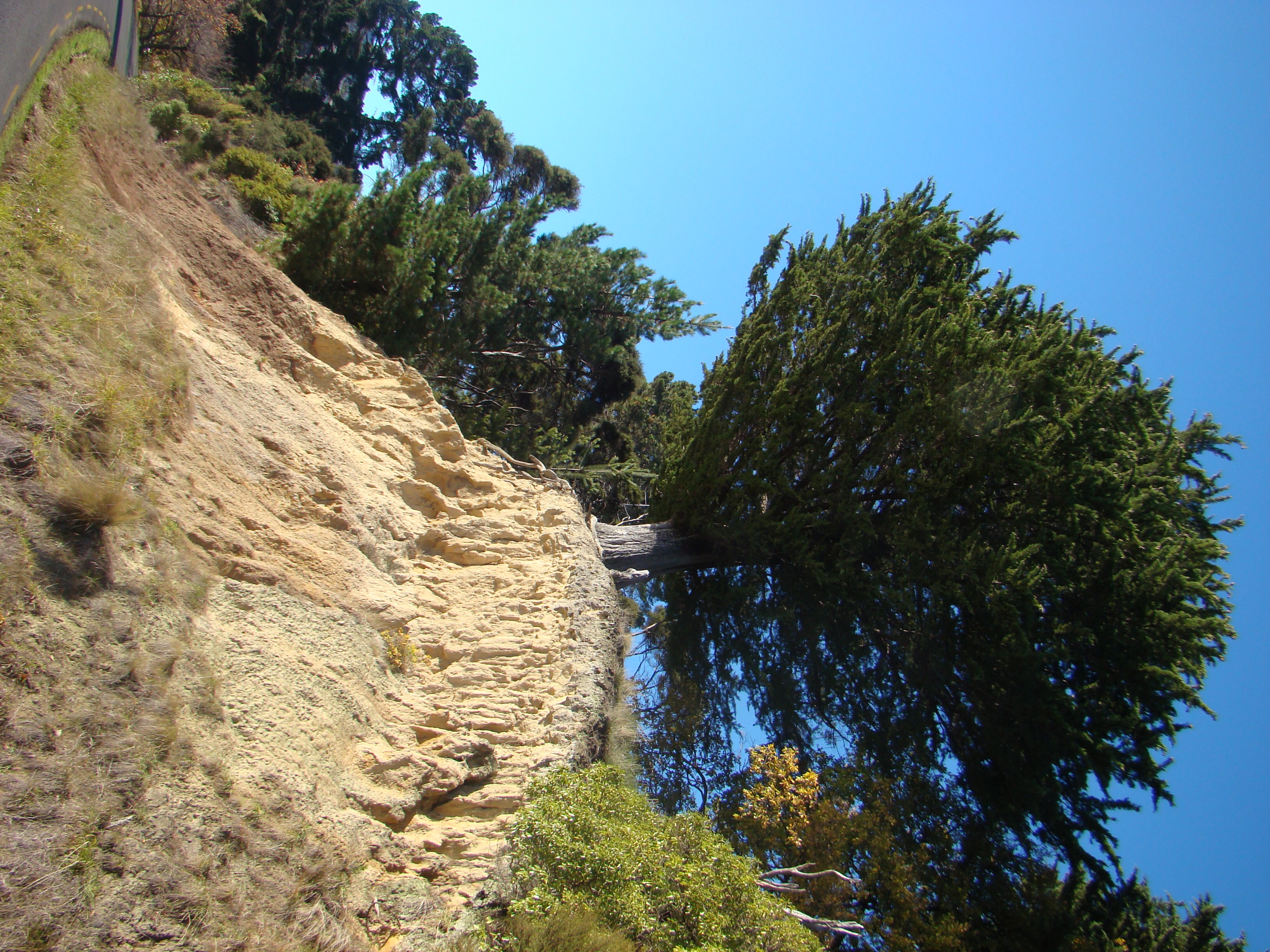 Tree Roots at Akaroa