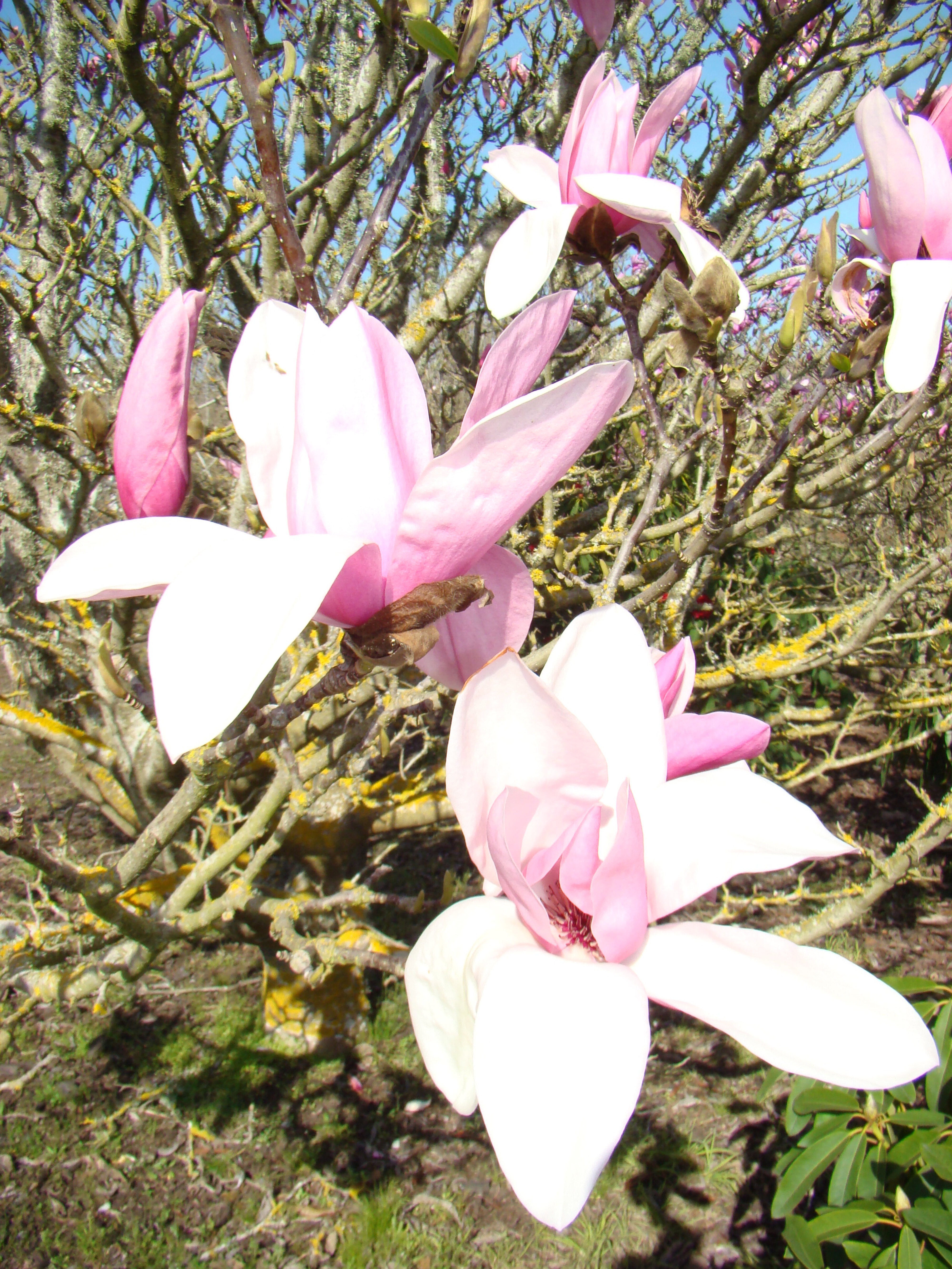 Magnolia Star Wars 2