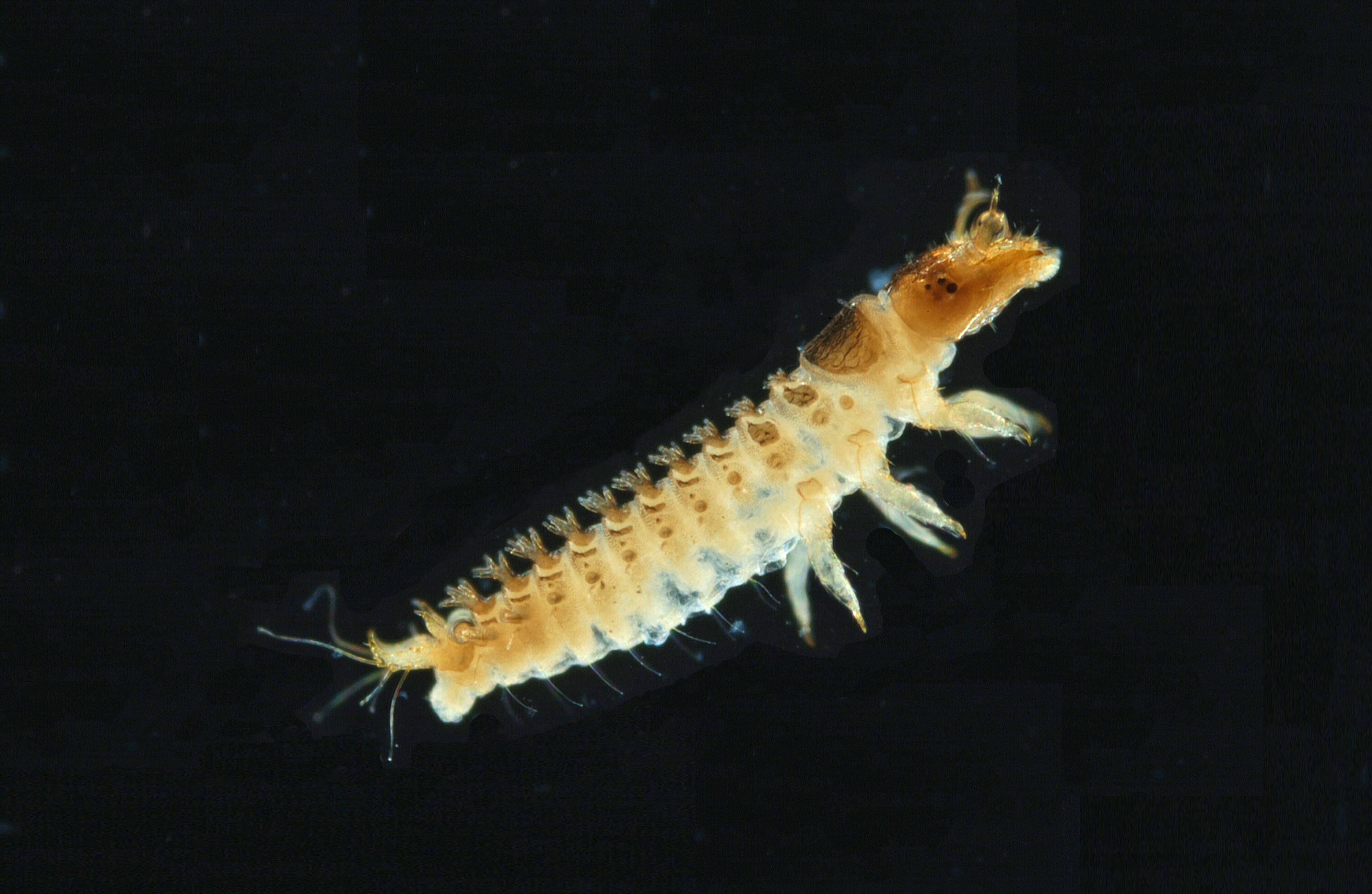 Beetle larva R1T moss head 7x