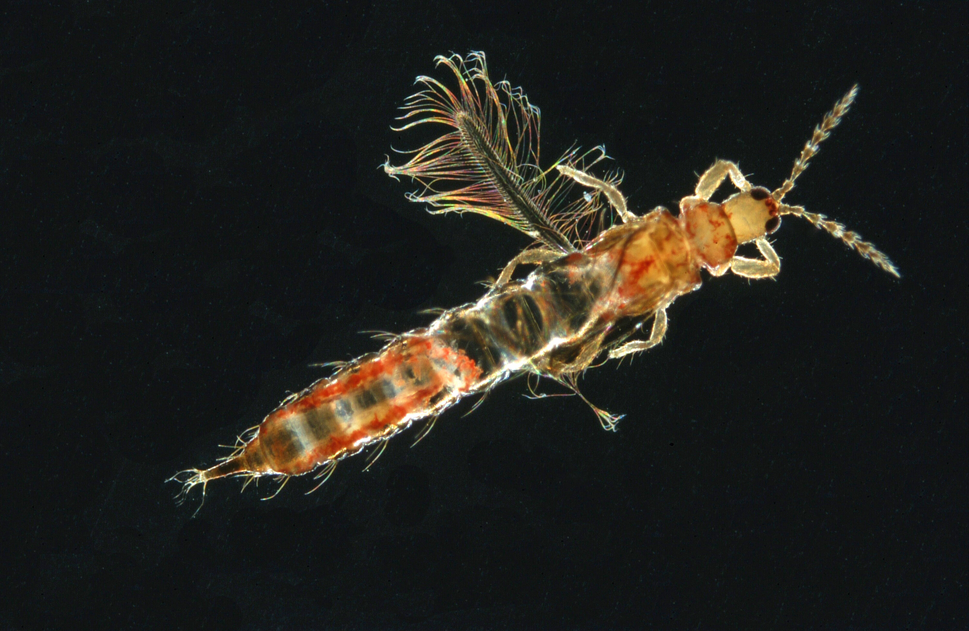 Thysanoptera R1M astelia 7x