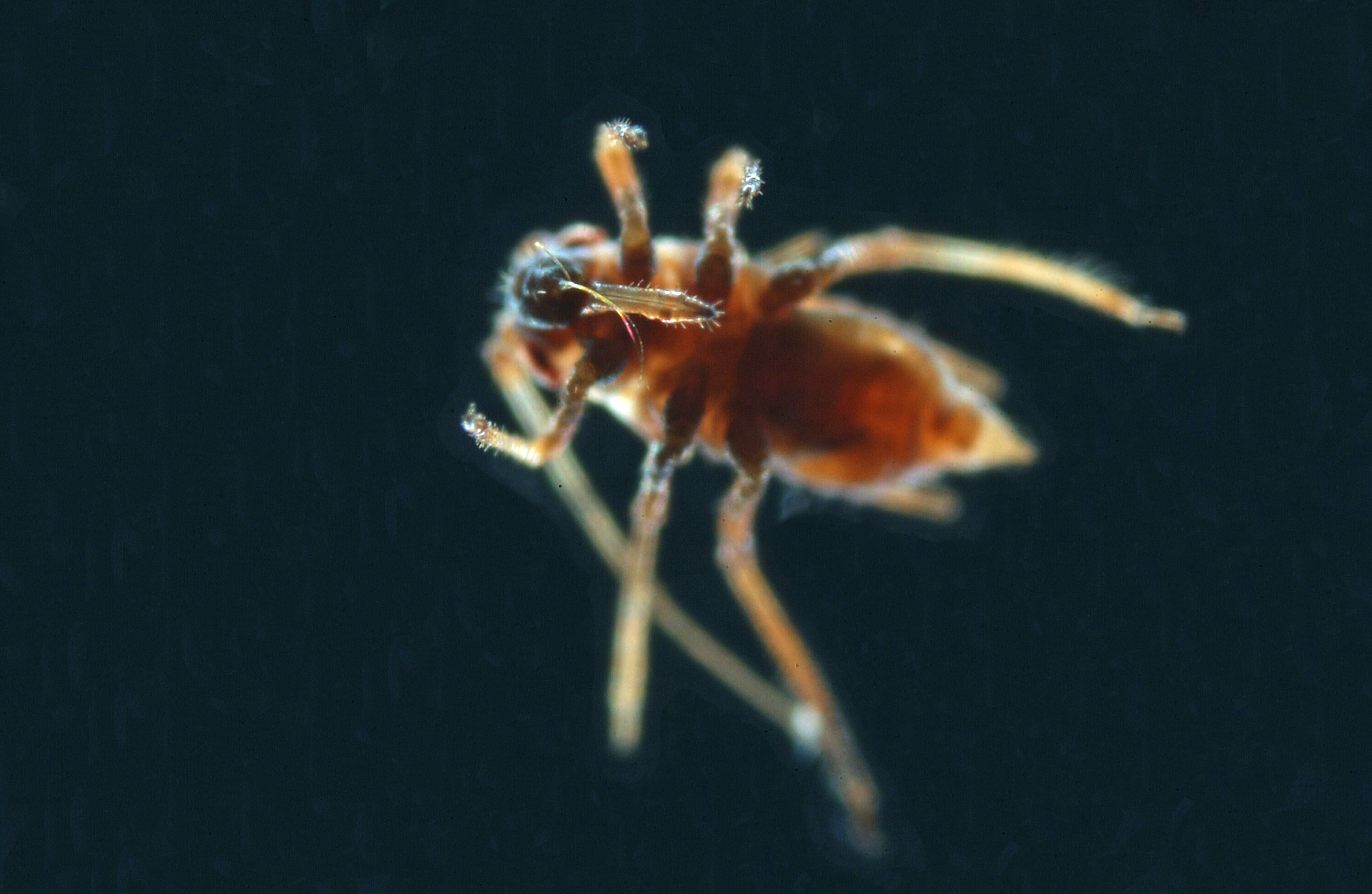 Aphididae R3T moss ventral 7xb