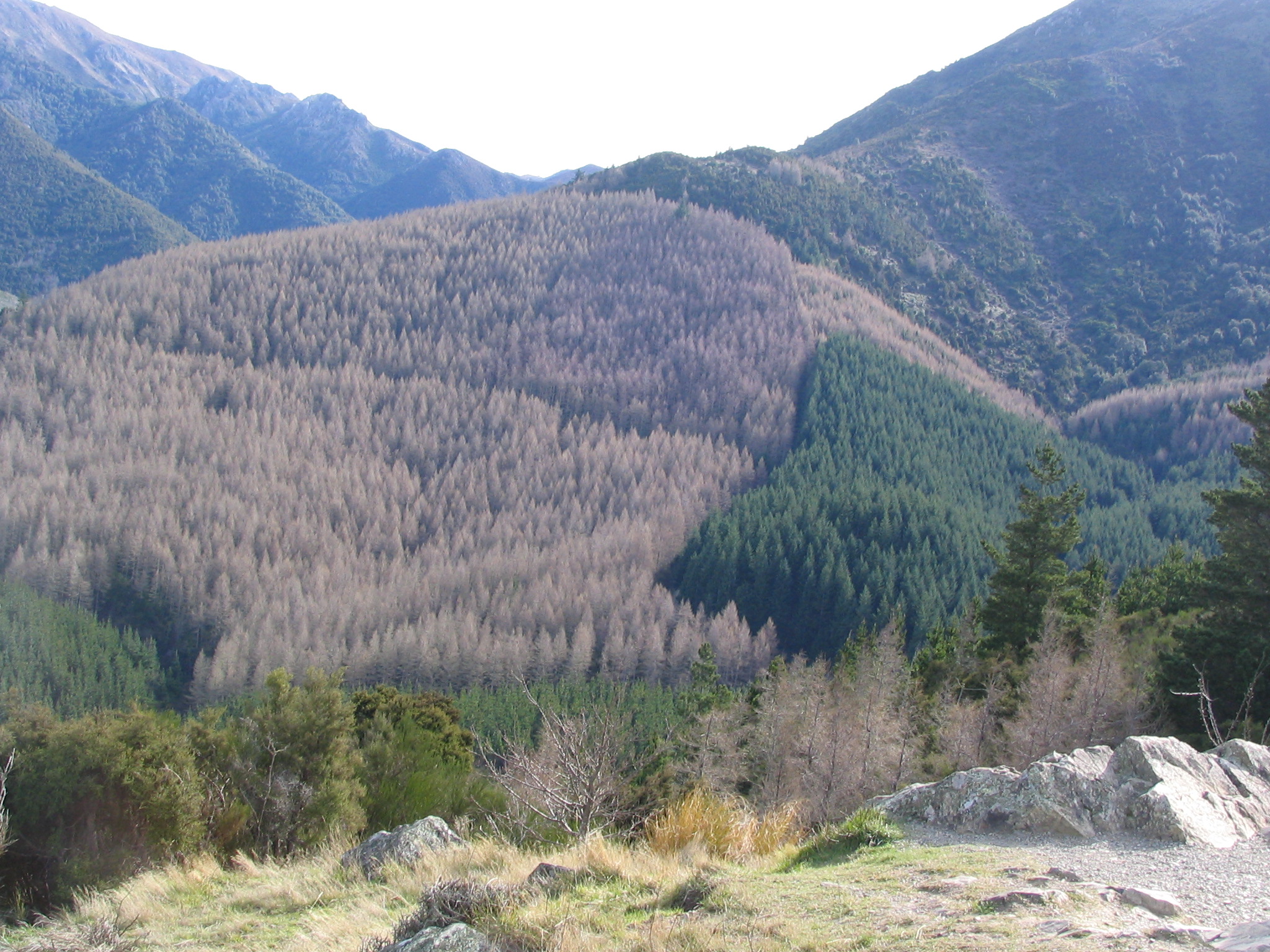 Larix Decidua at Hanmer