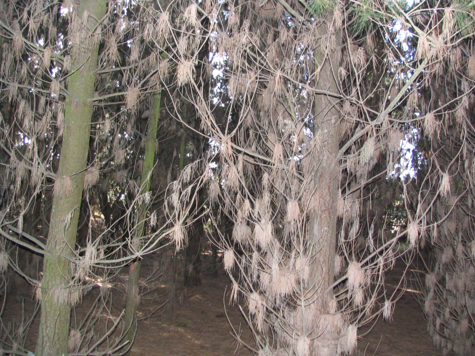Pines low light effect at Burnham