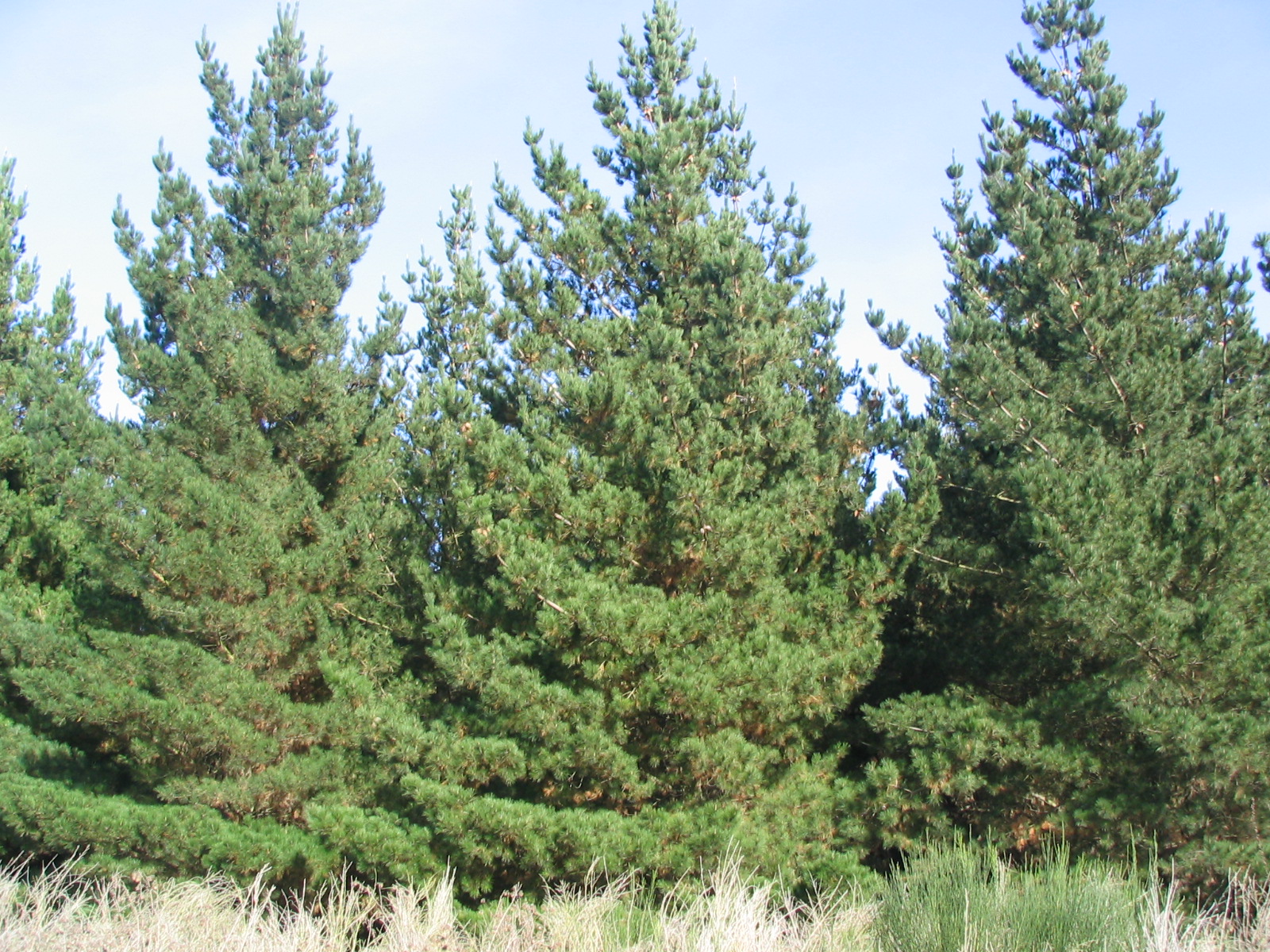 Pines Nalder Trial Outside Burnham