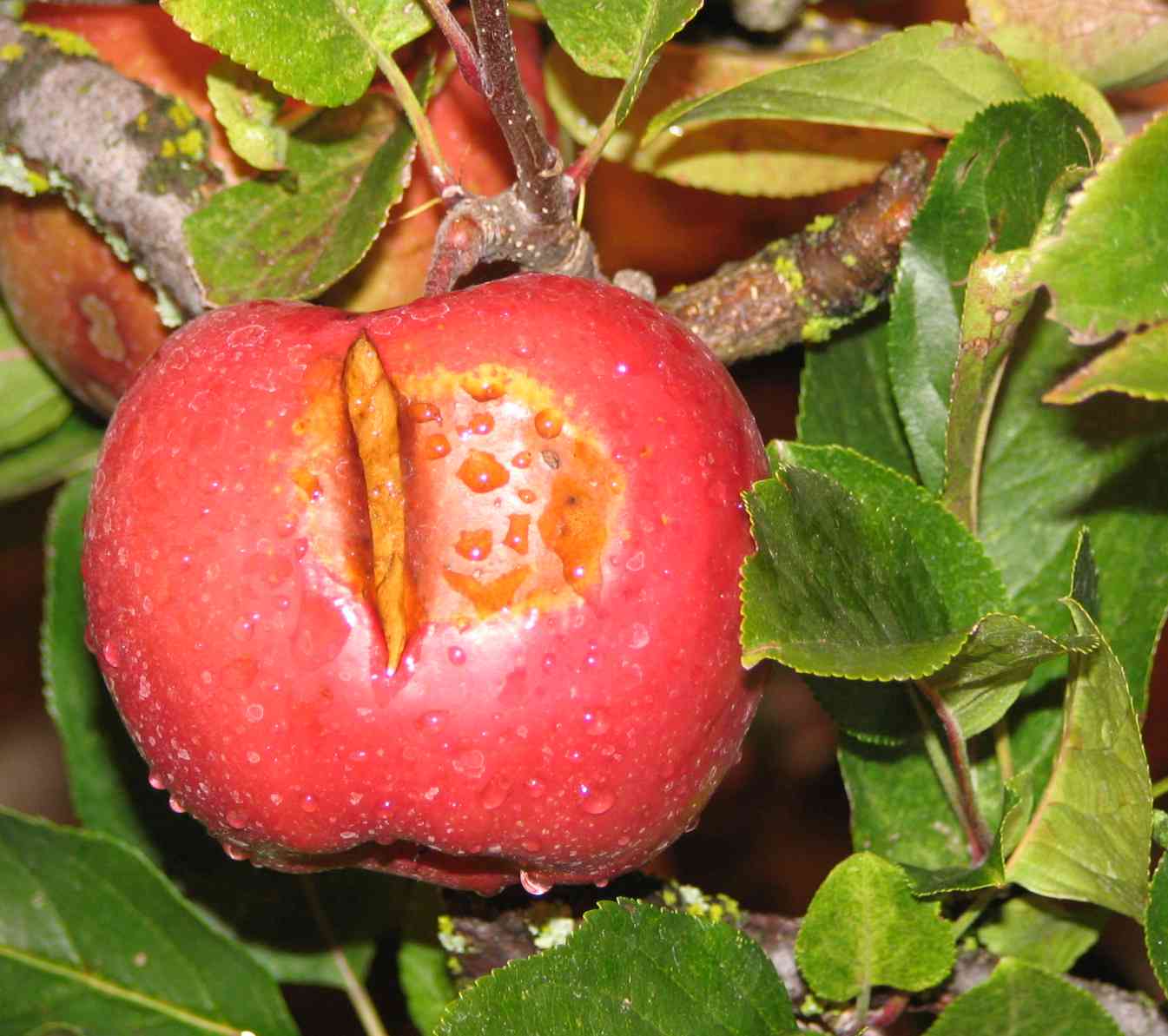 An apple with high temperature scald