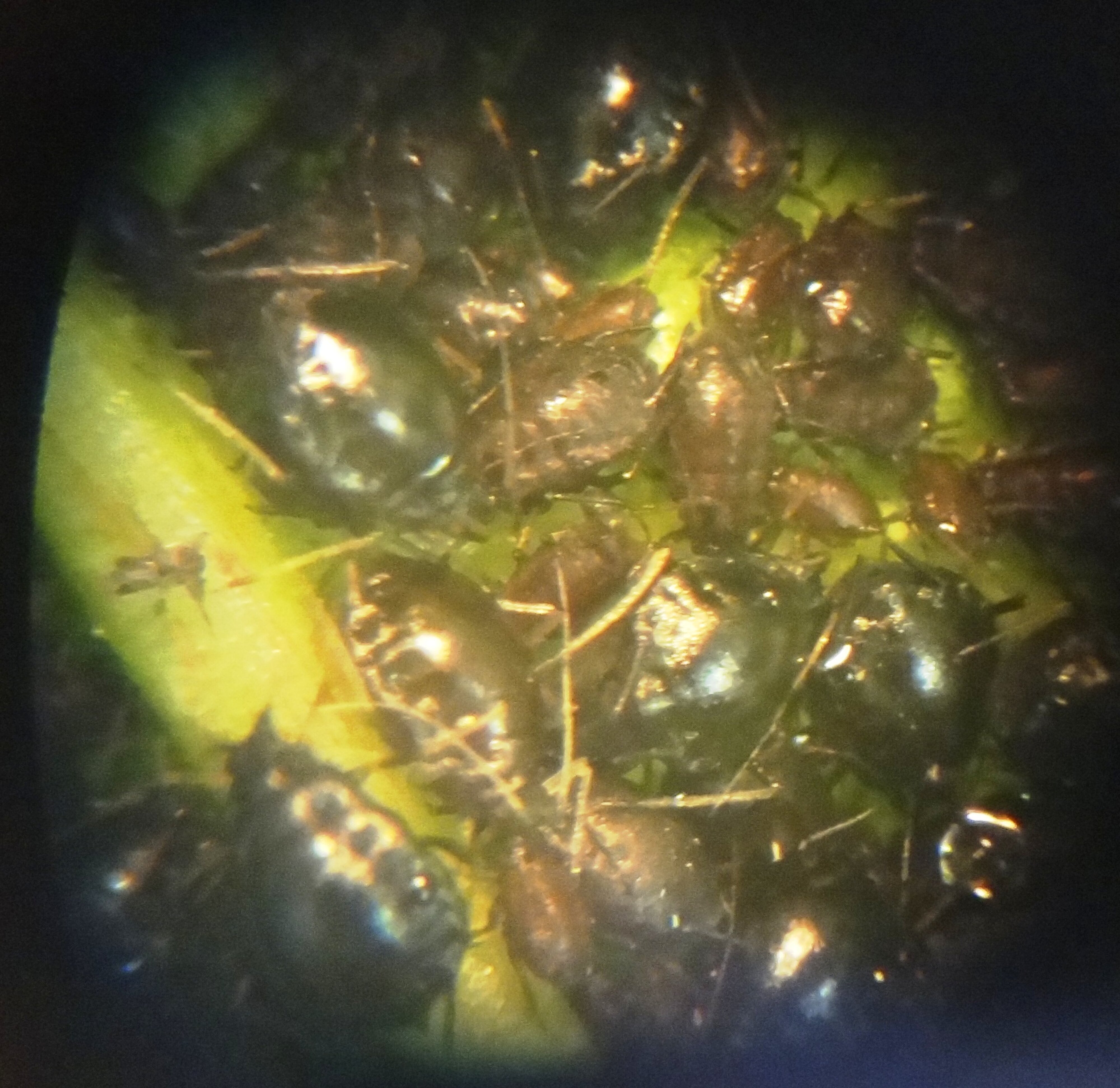 Black aphid on cherry 1