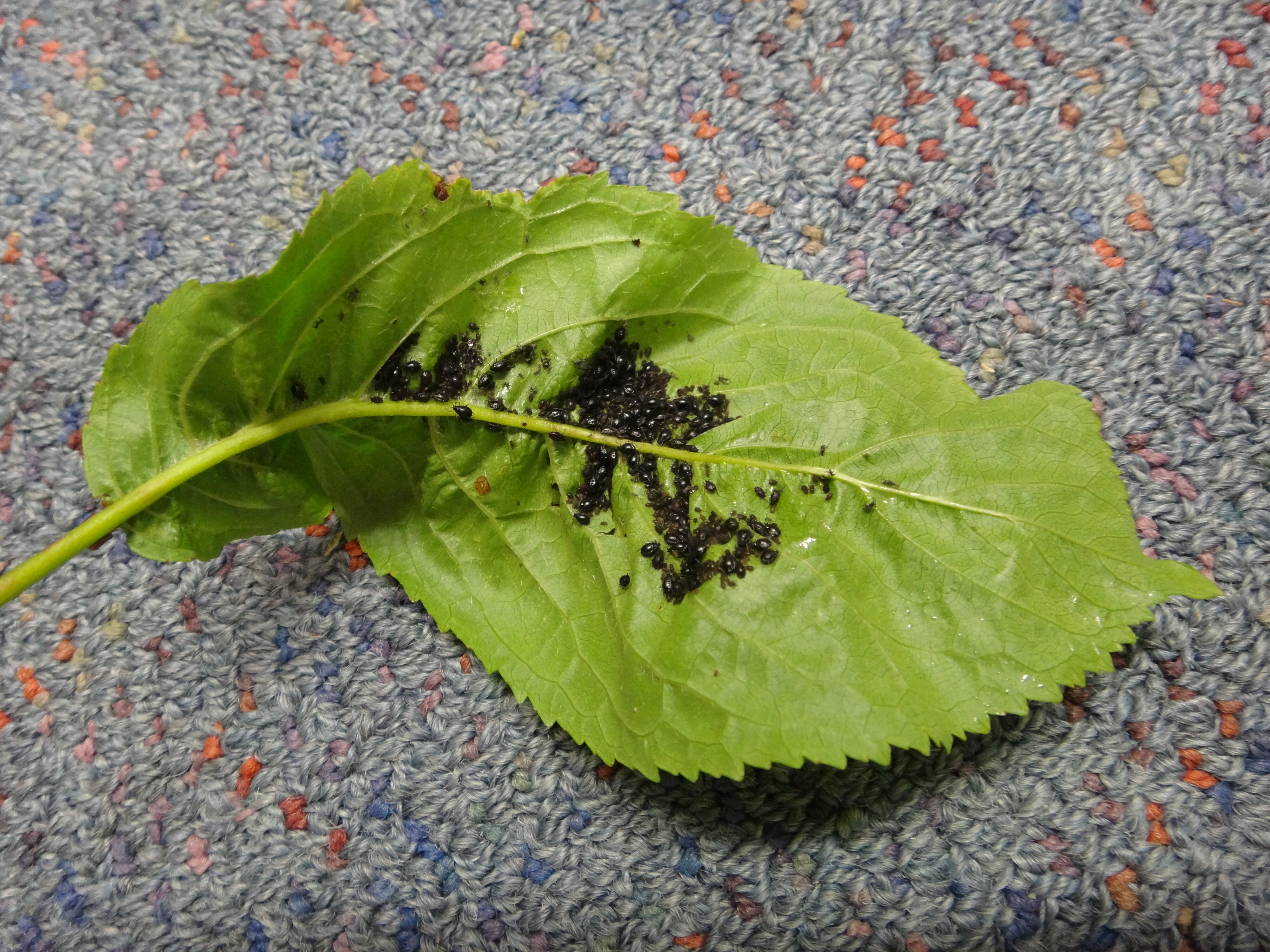 Black aphid on cherry 2