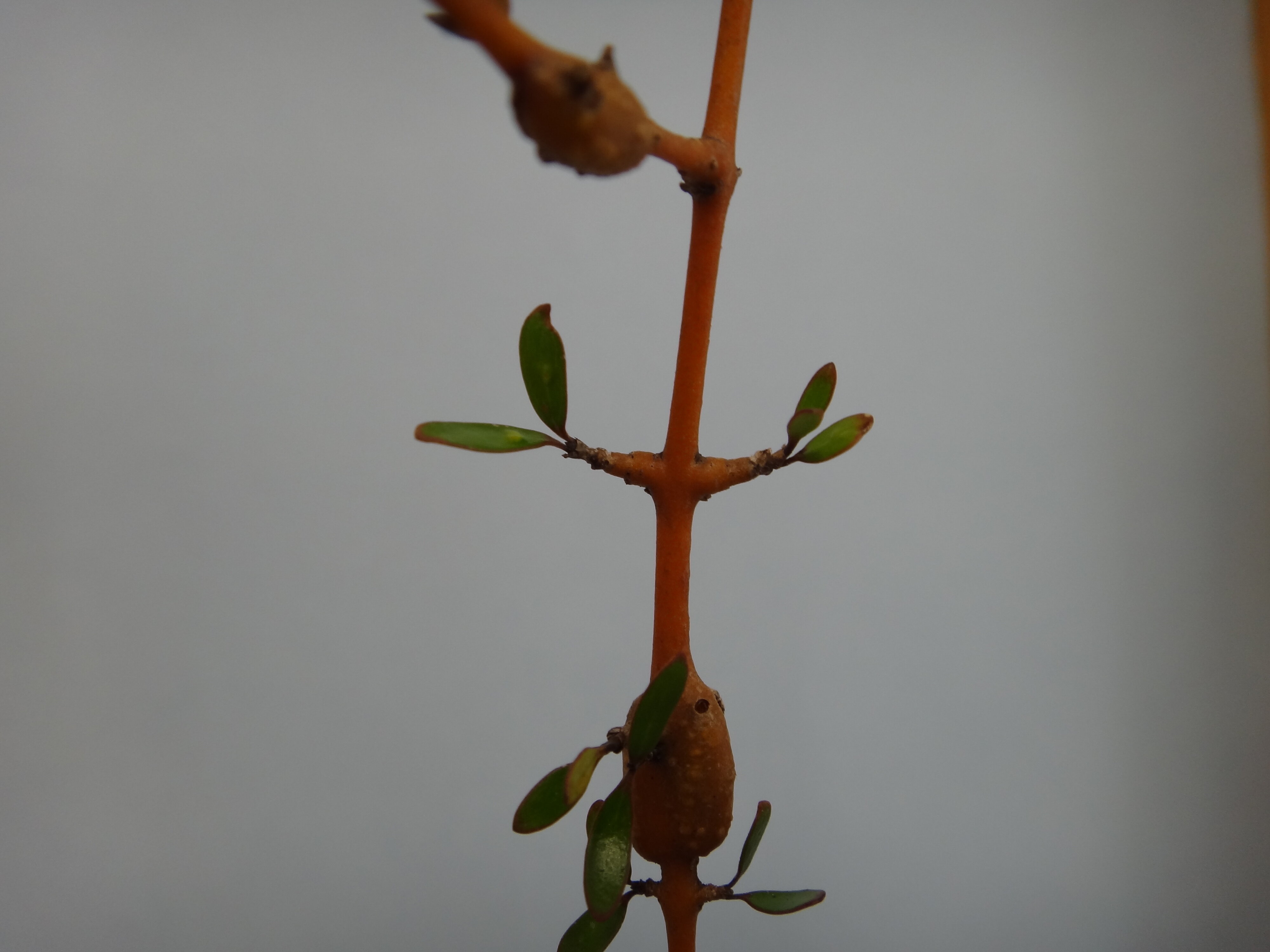 Coprosma propinqua gall