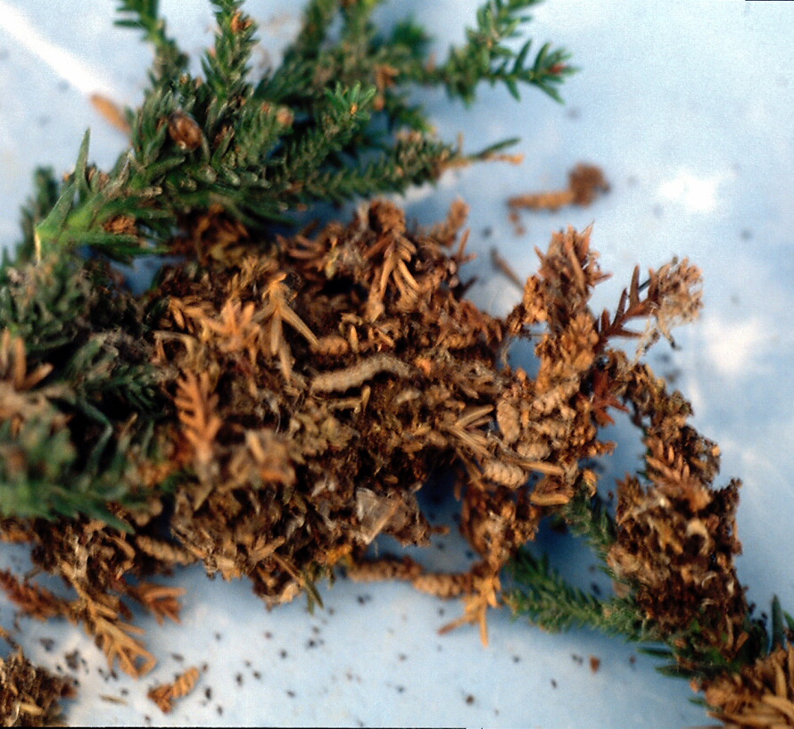 Gregarious tineid Cryptomeria