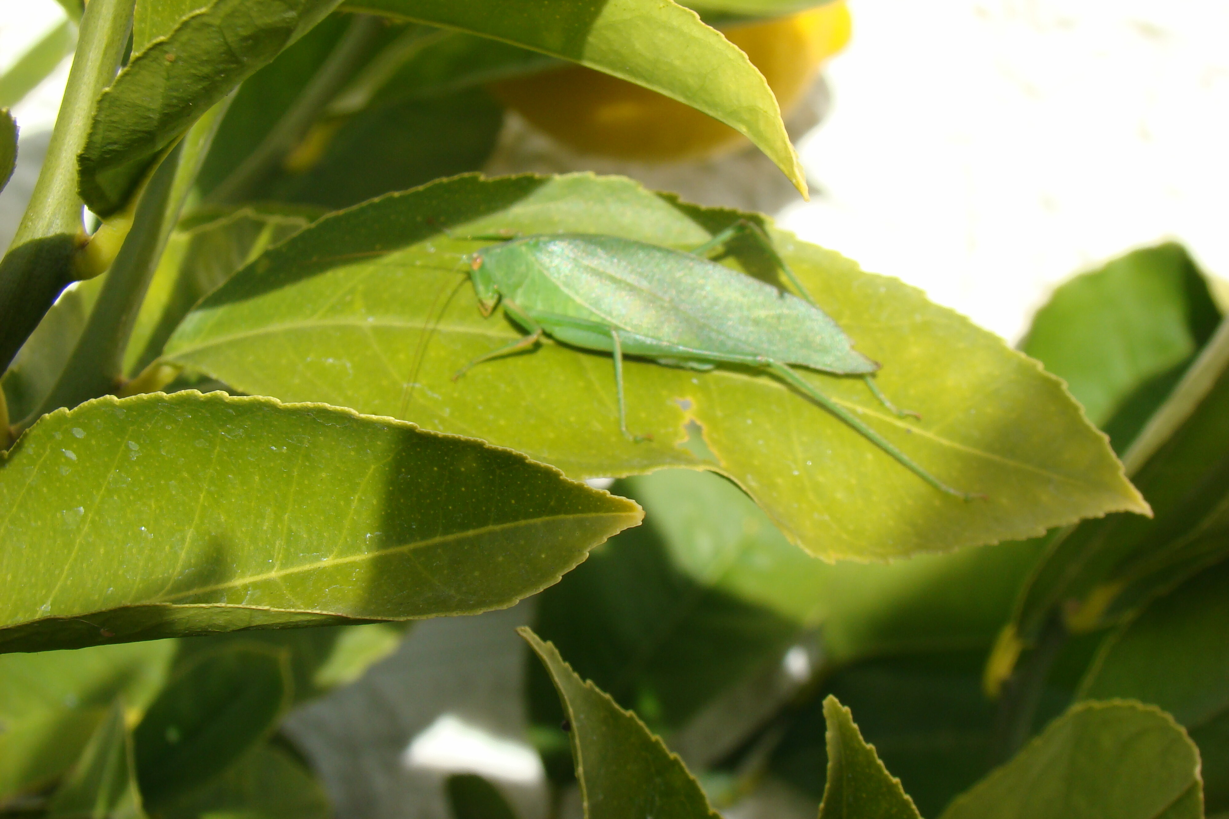 Katydid on Lemon leaf
