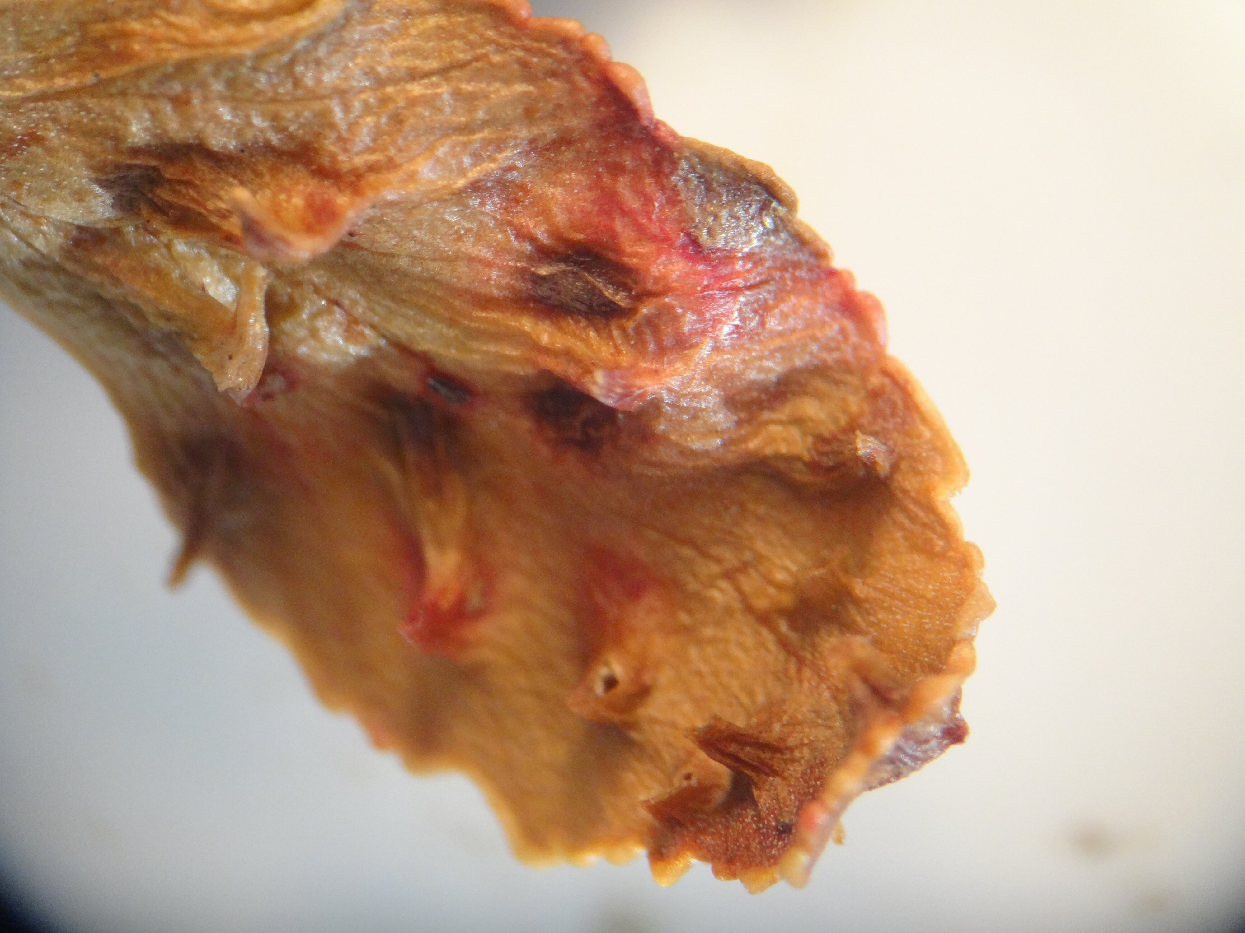 Phyllocladus asplenifolius hooks on cladodes 1