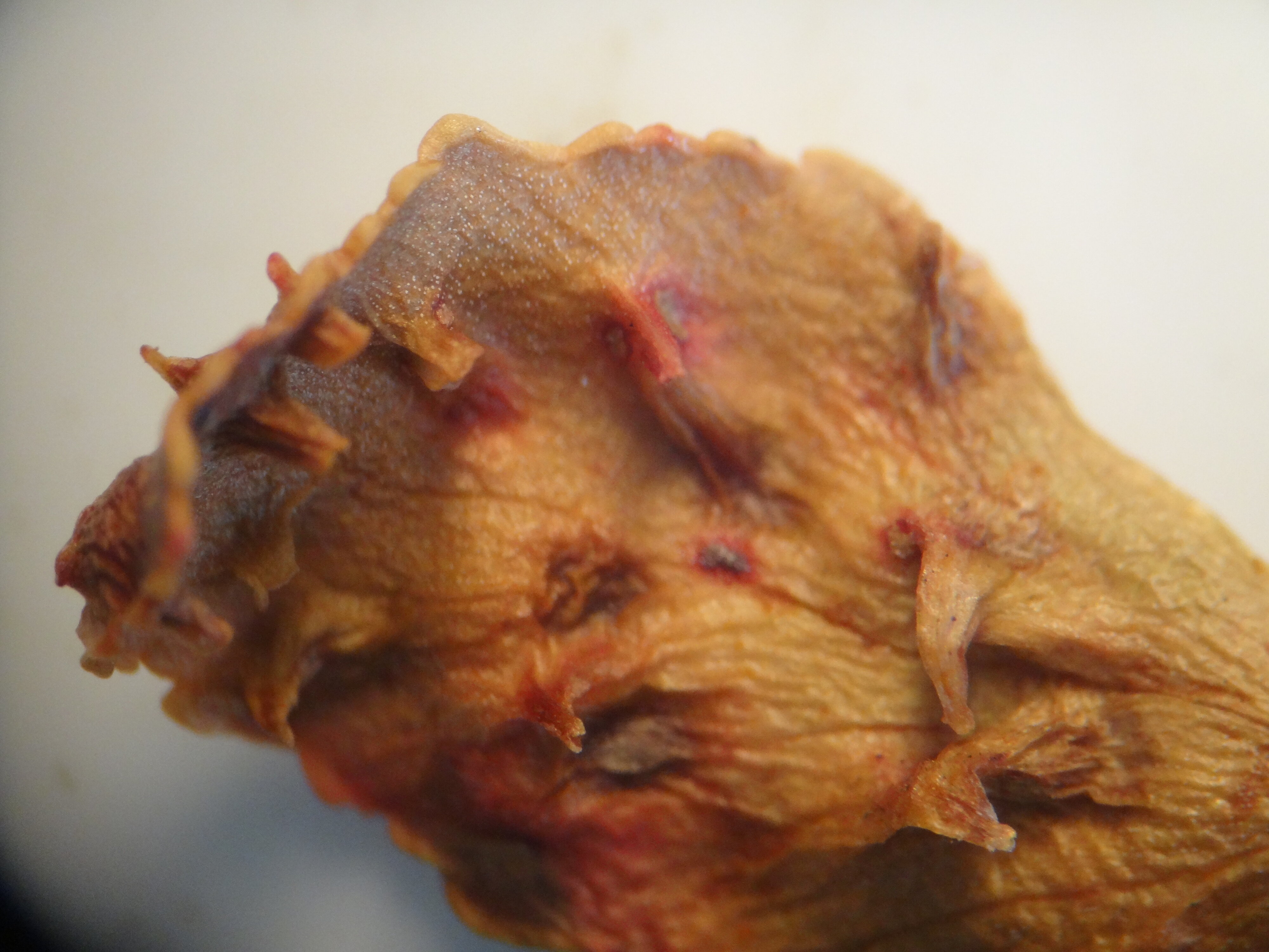 Phyllocladus asplenifolius hooks on cladodes 2