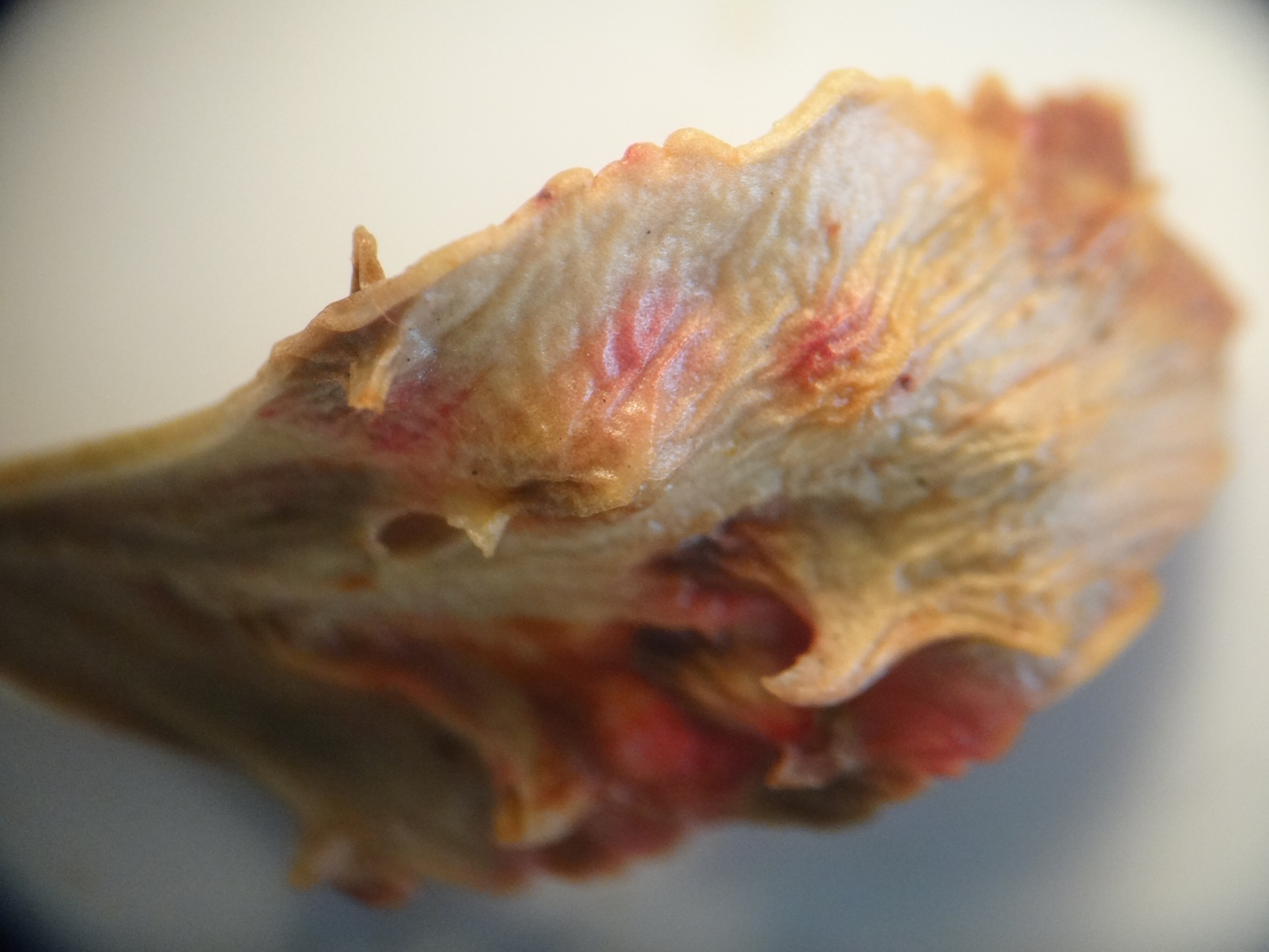 Phyllocladus asplenifolius hooks on cladodes3