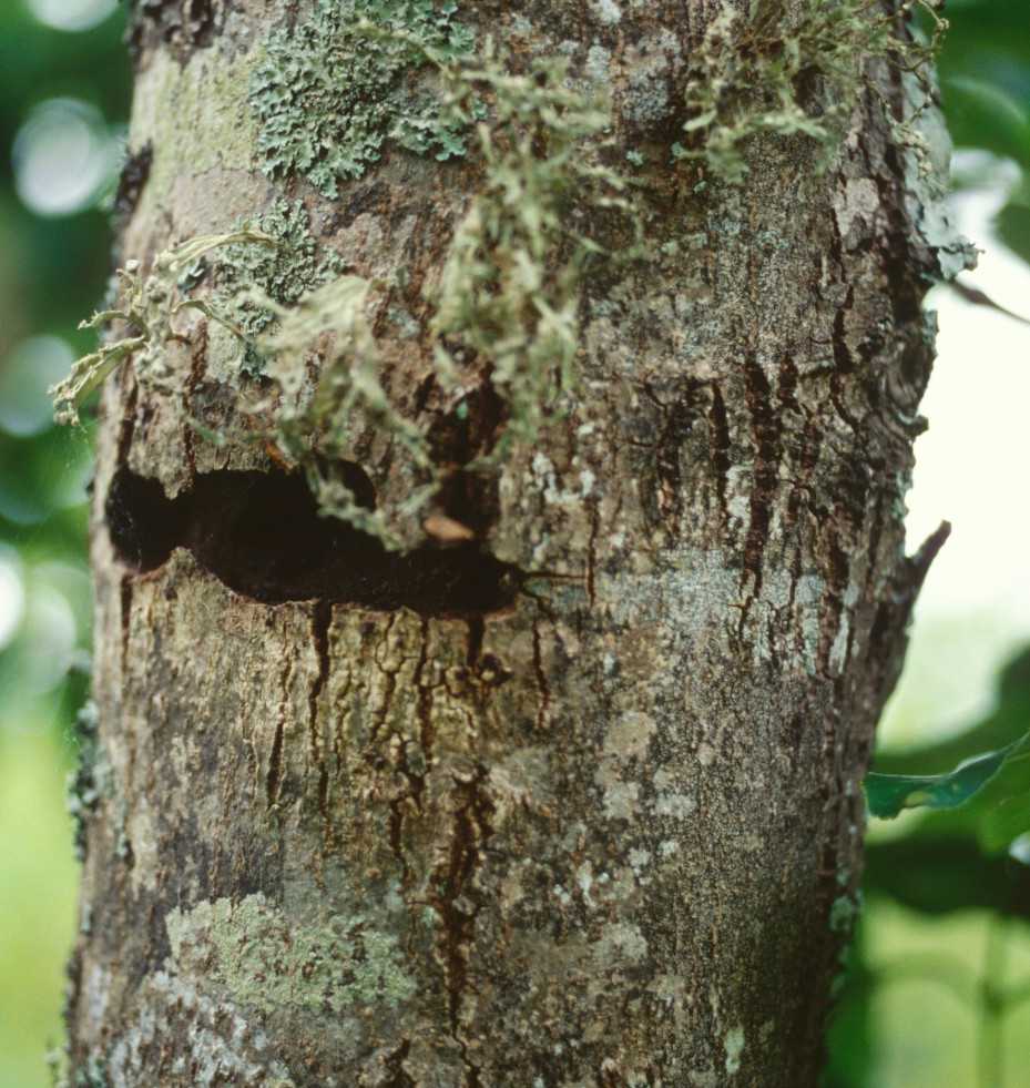 Puriri Moth On Ash Trunk Eastwood Hill
