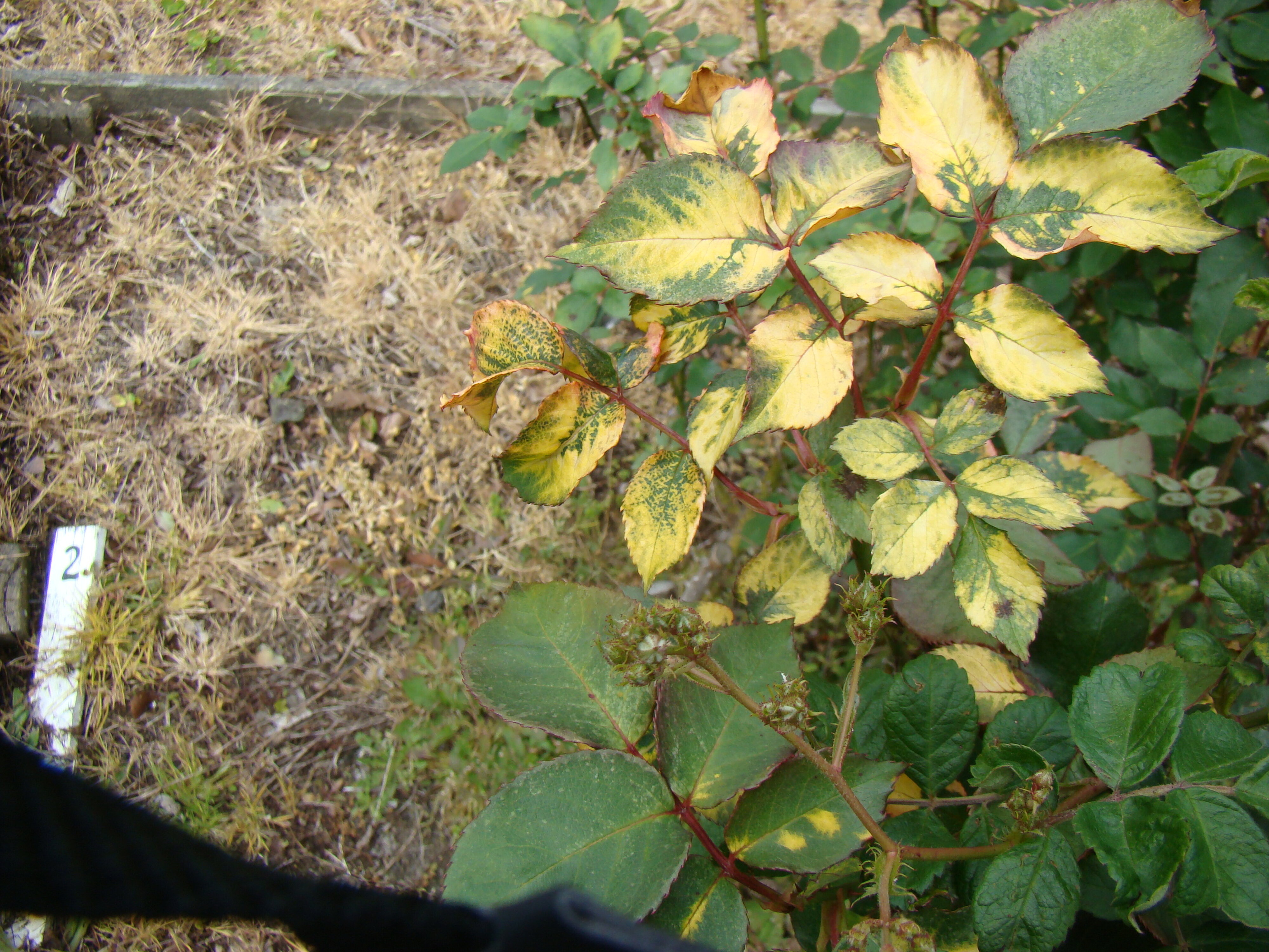 Rosa spp. affected by Roundup