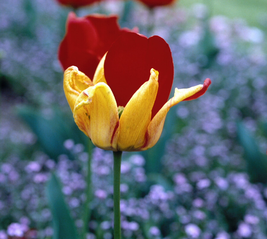 Tulip Virus