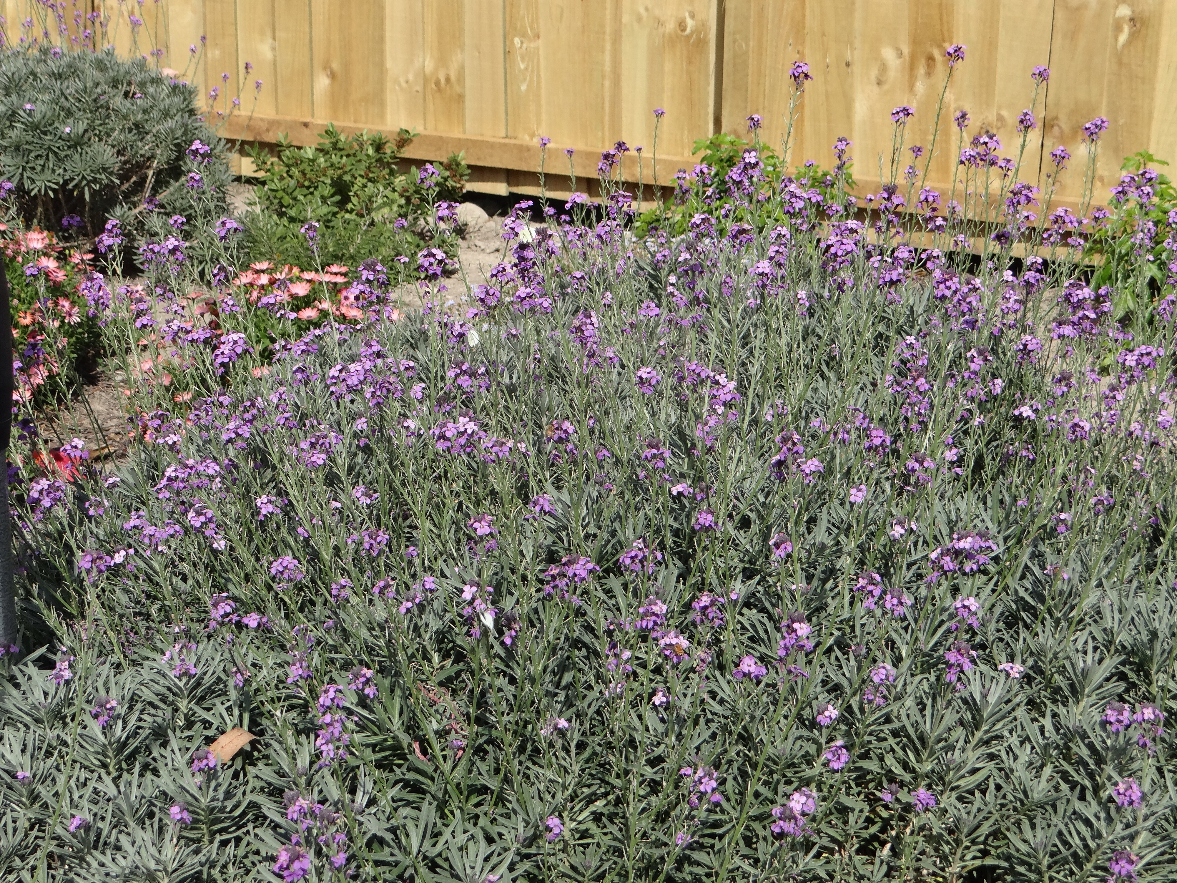 White butterfly feeding on Erysimum Bowles Mauve 1
