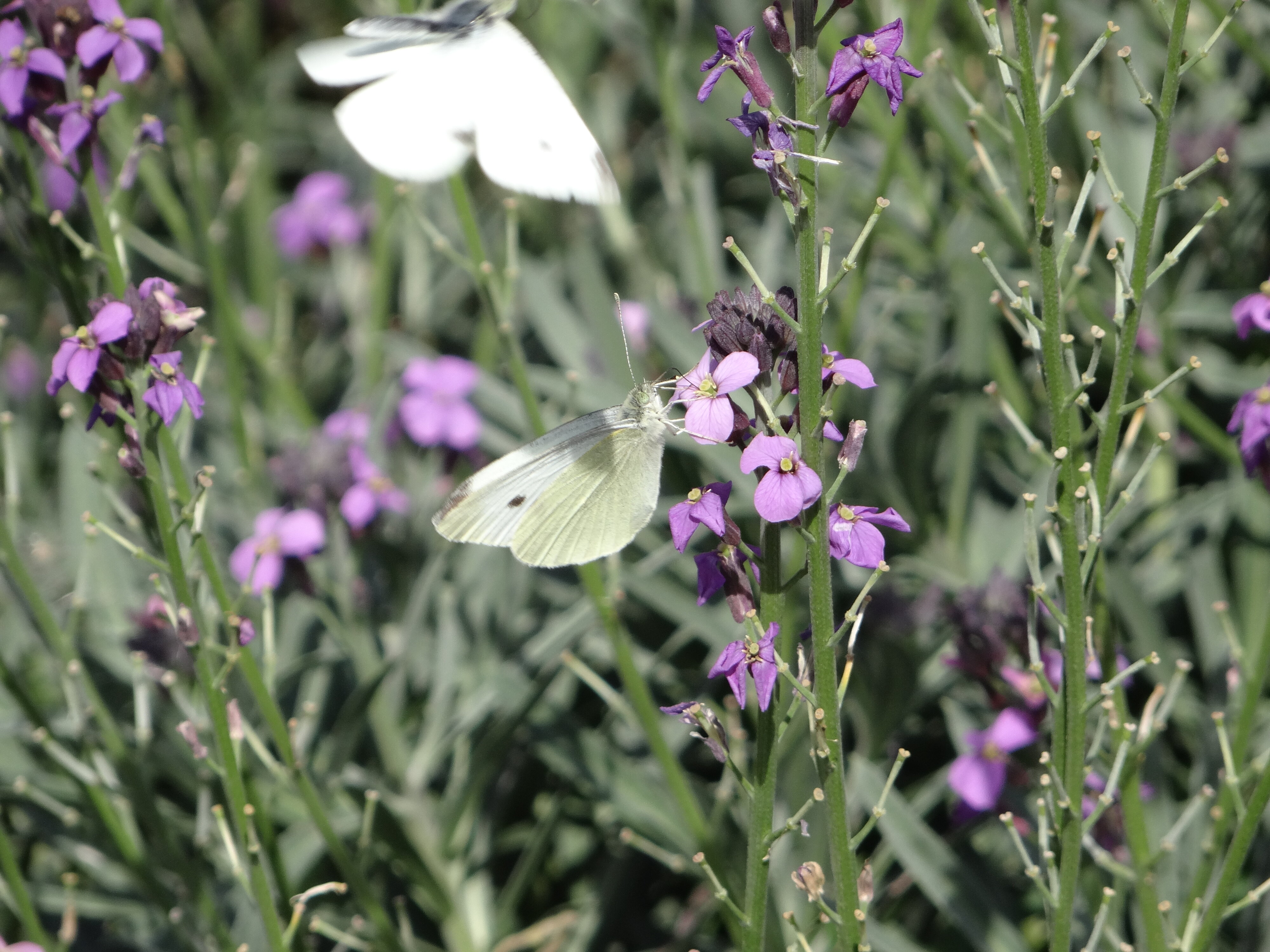 White butterfly feeding on Erysimum Bowles Mauve 2