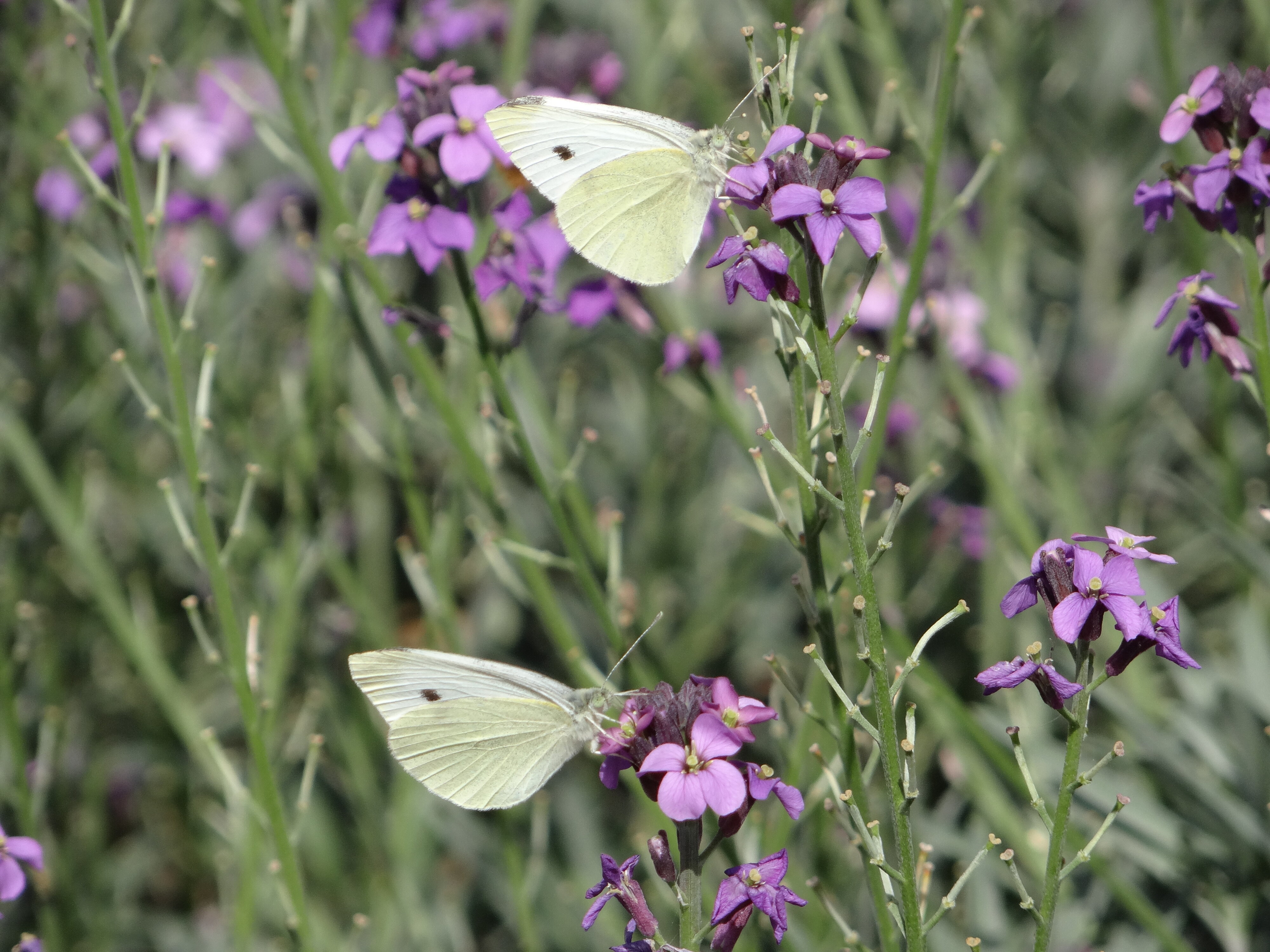White butterfly feeding on Erysimum Bowles Mauve 3