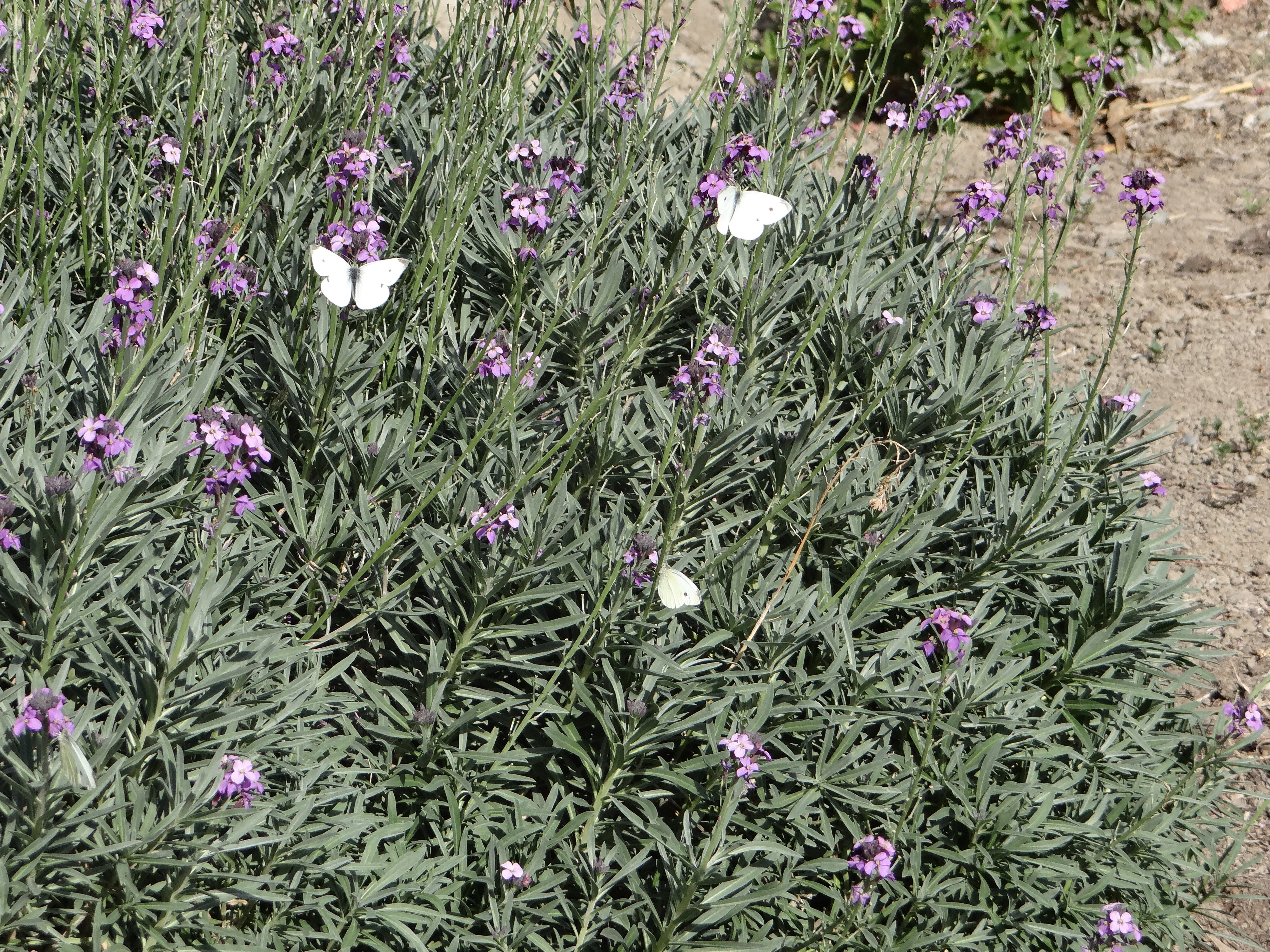 White butterfly feeding on Erysimum Bowles Mauve 4