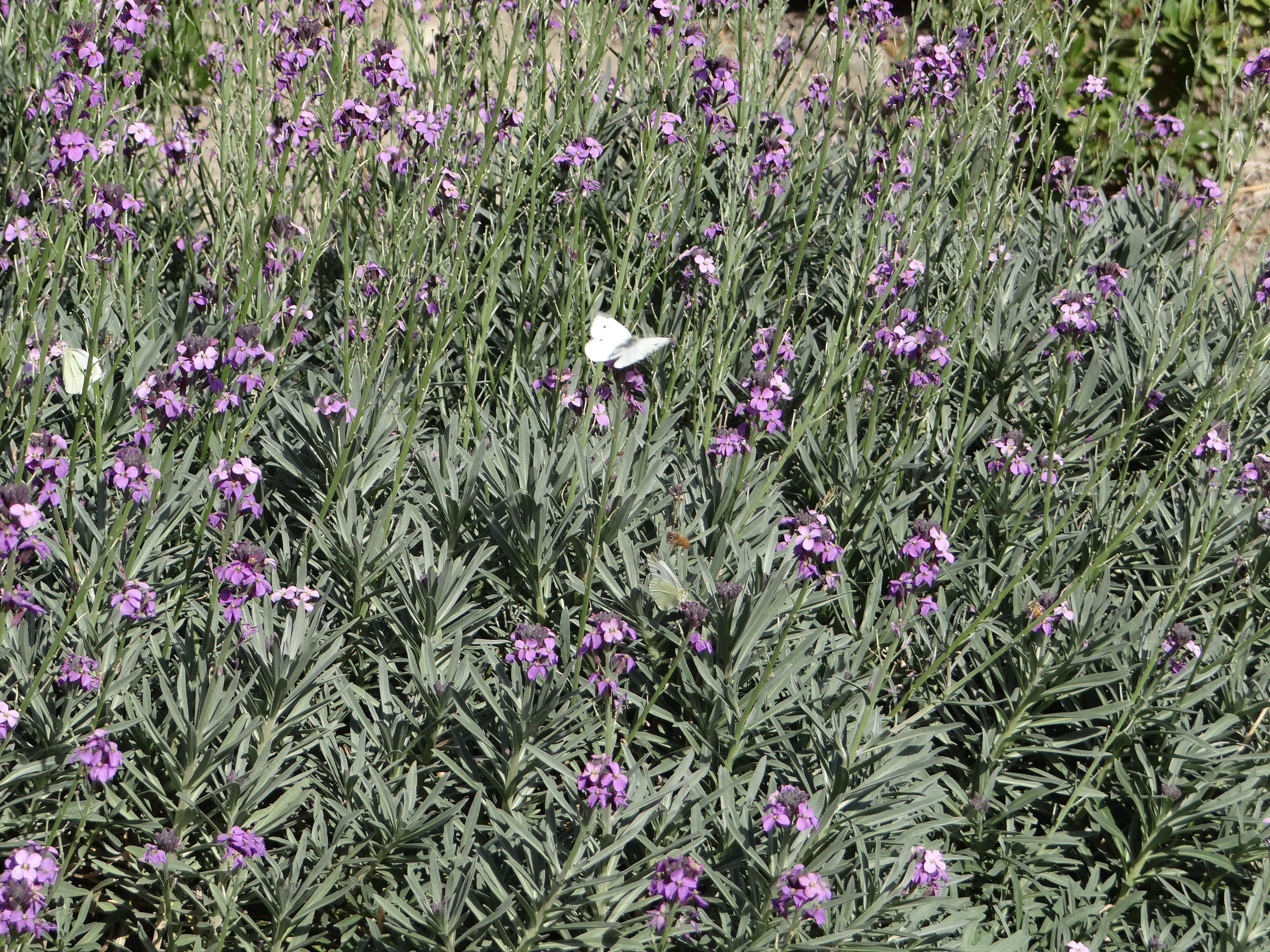 White butterfly feeding on Erysimum Bowles Mauve 5