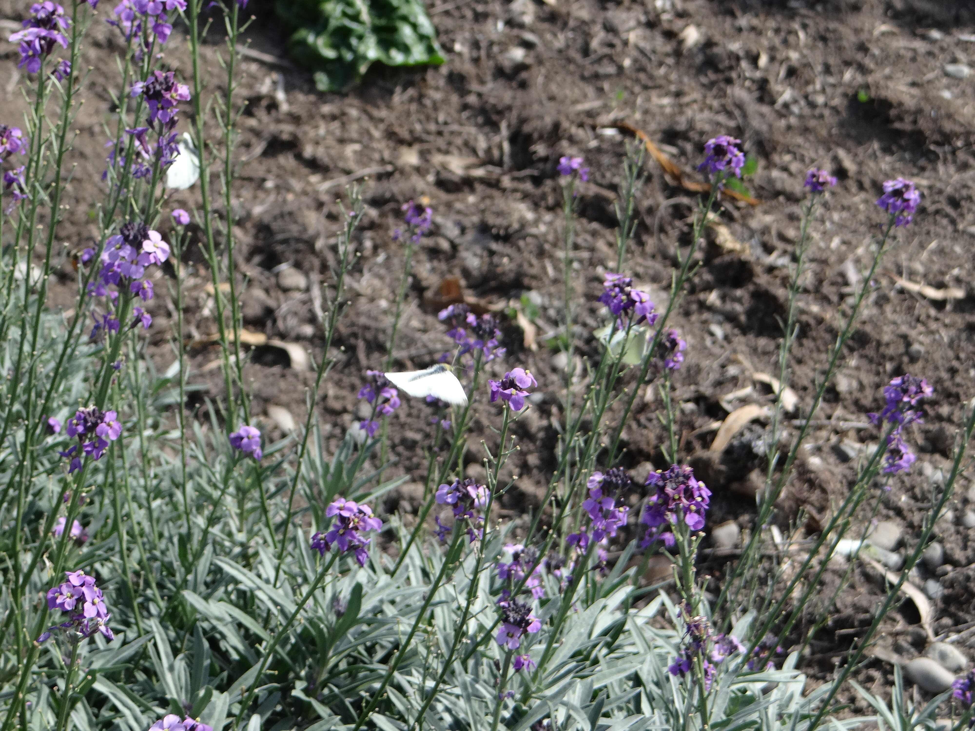 White butterfly feeding on Erysimum Bowles Mauve 6
