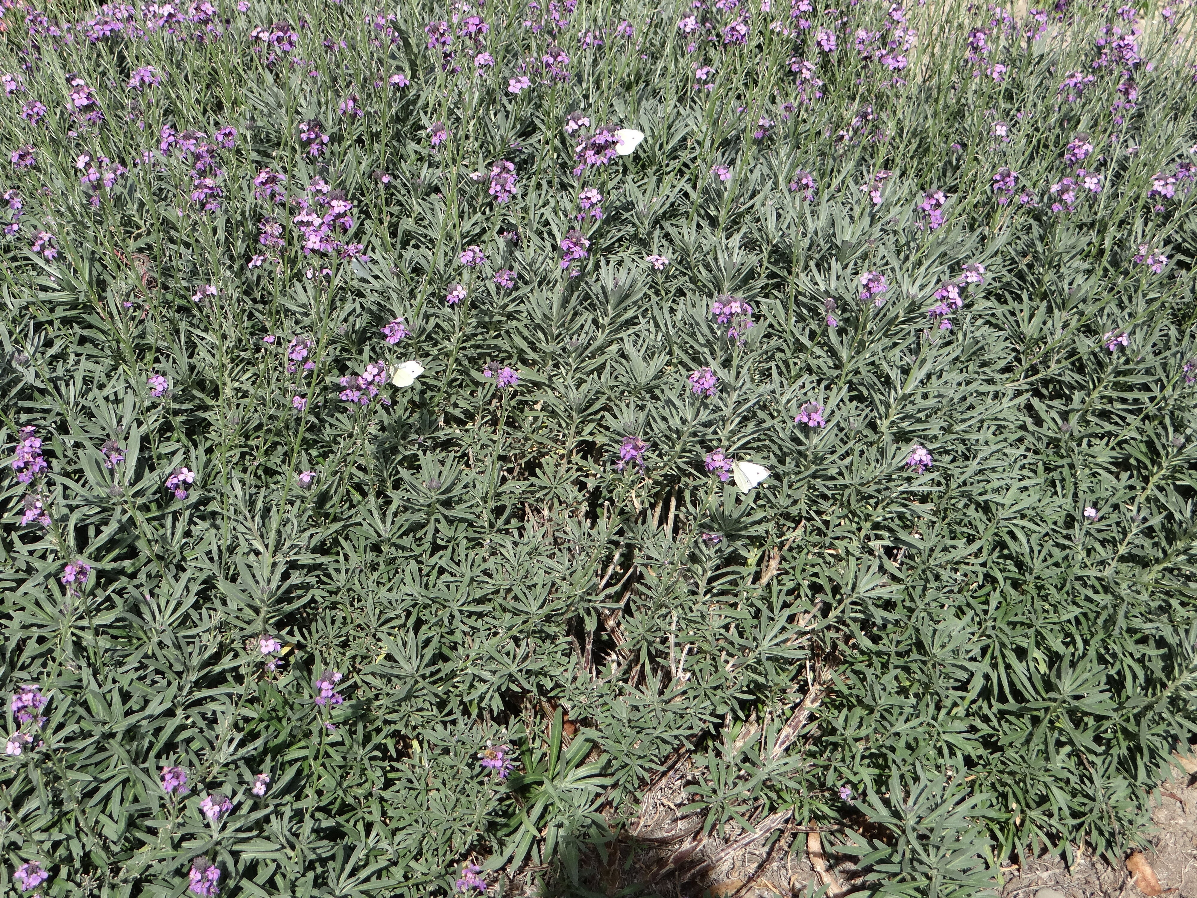 White butterfly feeding on Erysimum Bowles Mauve 7