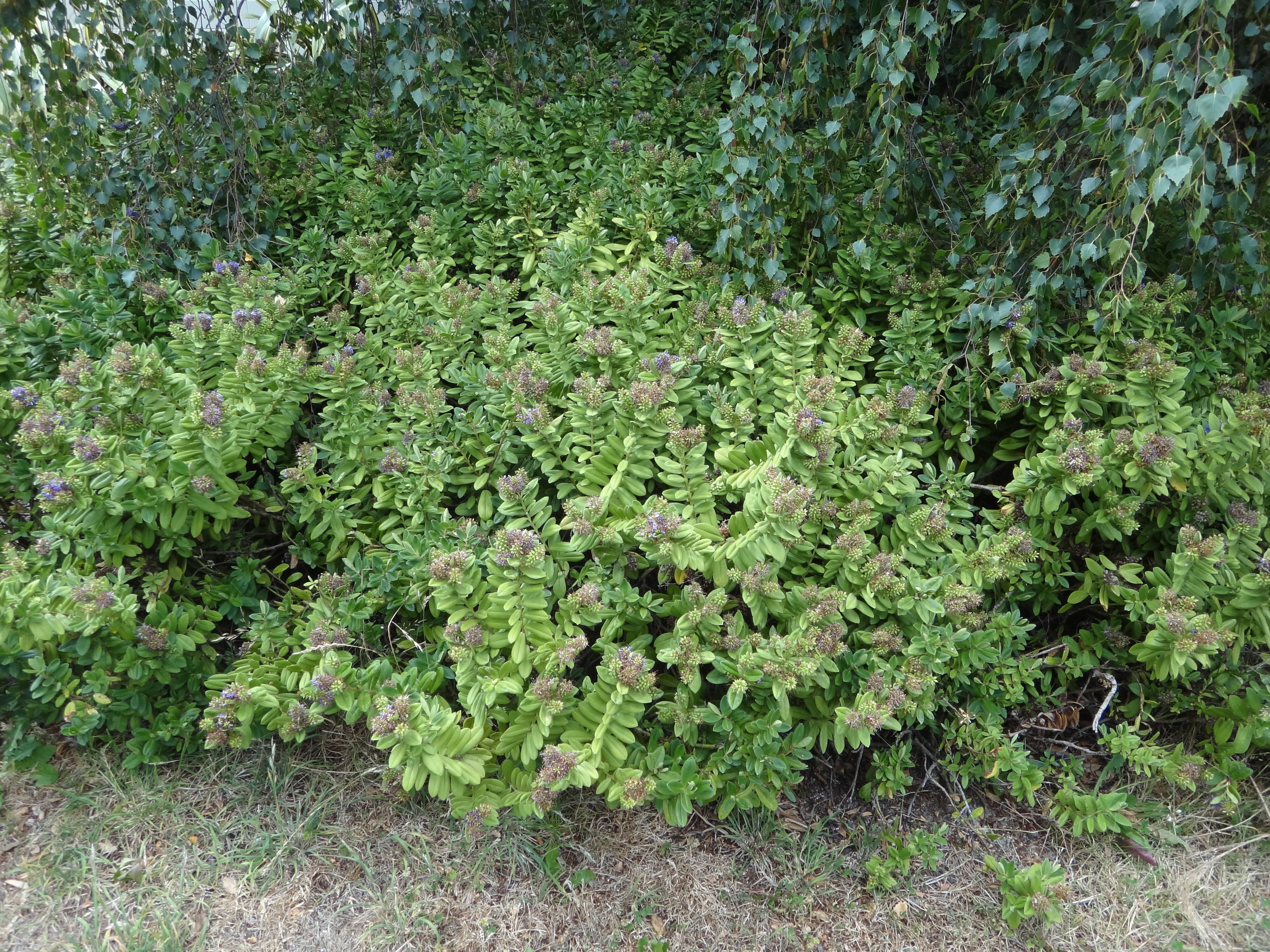 Drought stress Hebe Xfranciscana Lobelioides 1