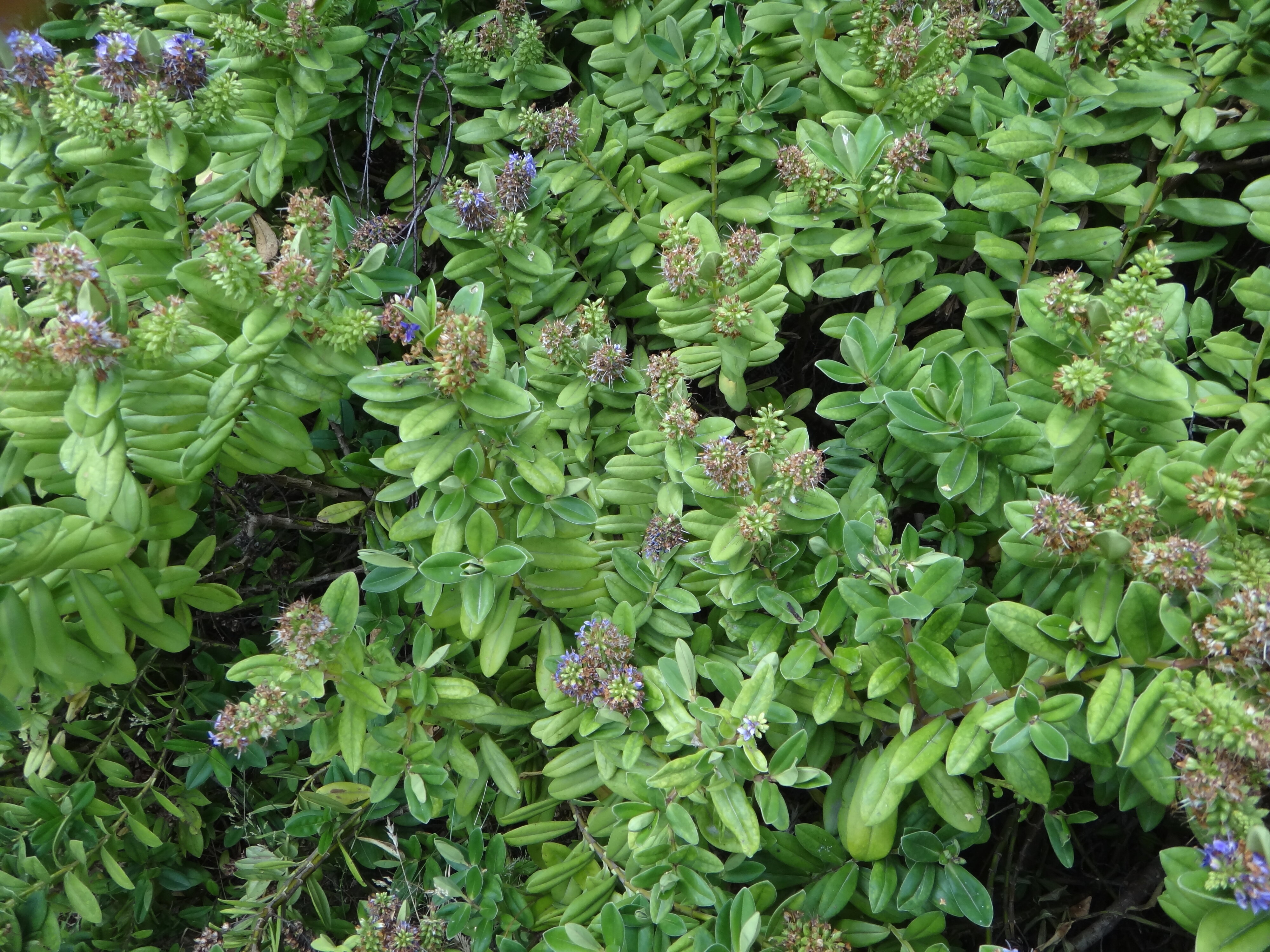 Drought stress Hebe Xfranciscana Lobelioides 2