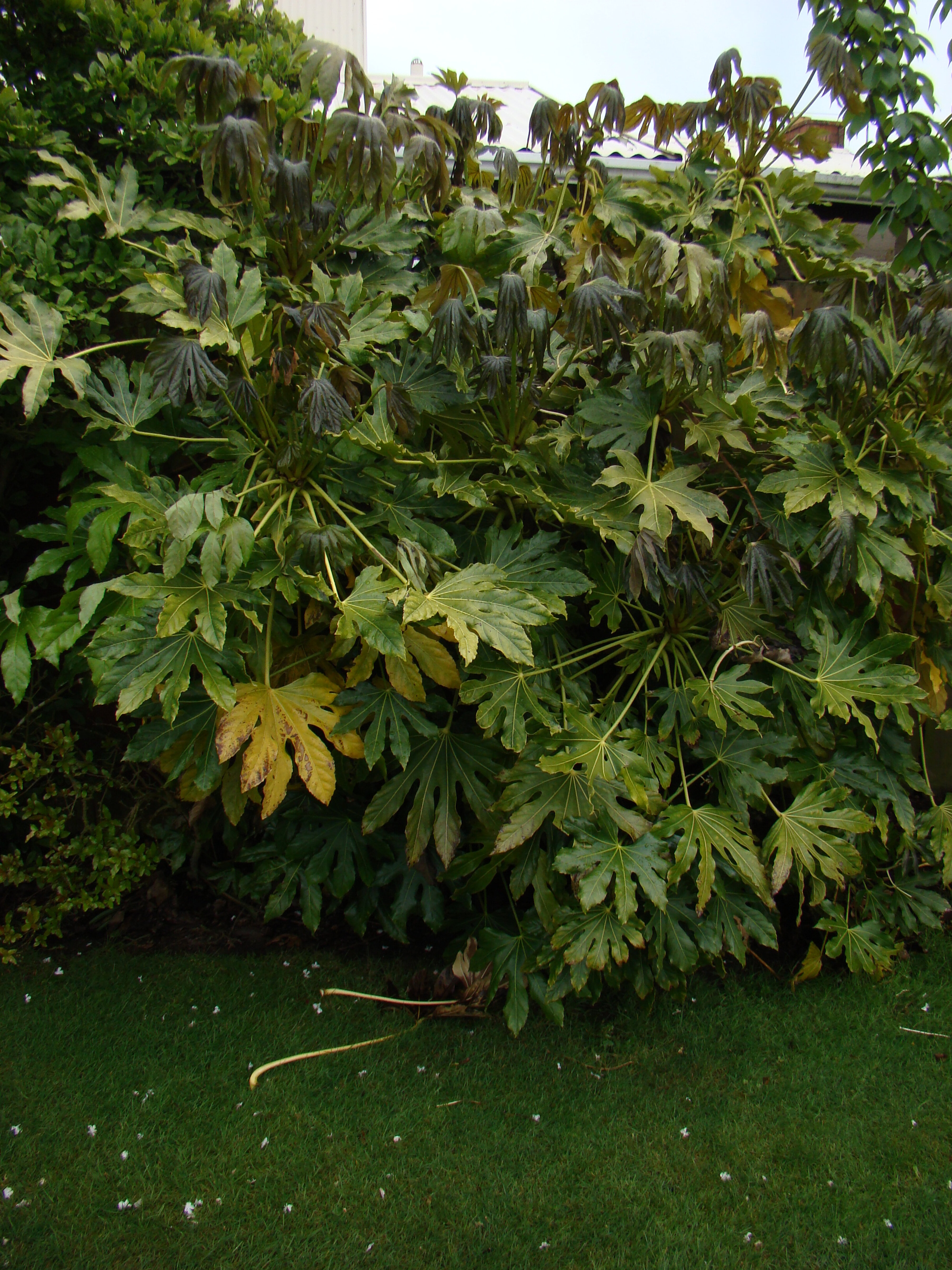 Frost damage Fatsia japonica 1
