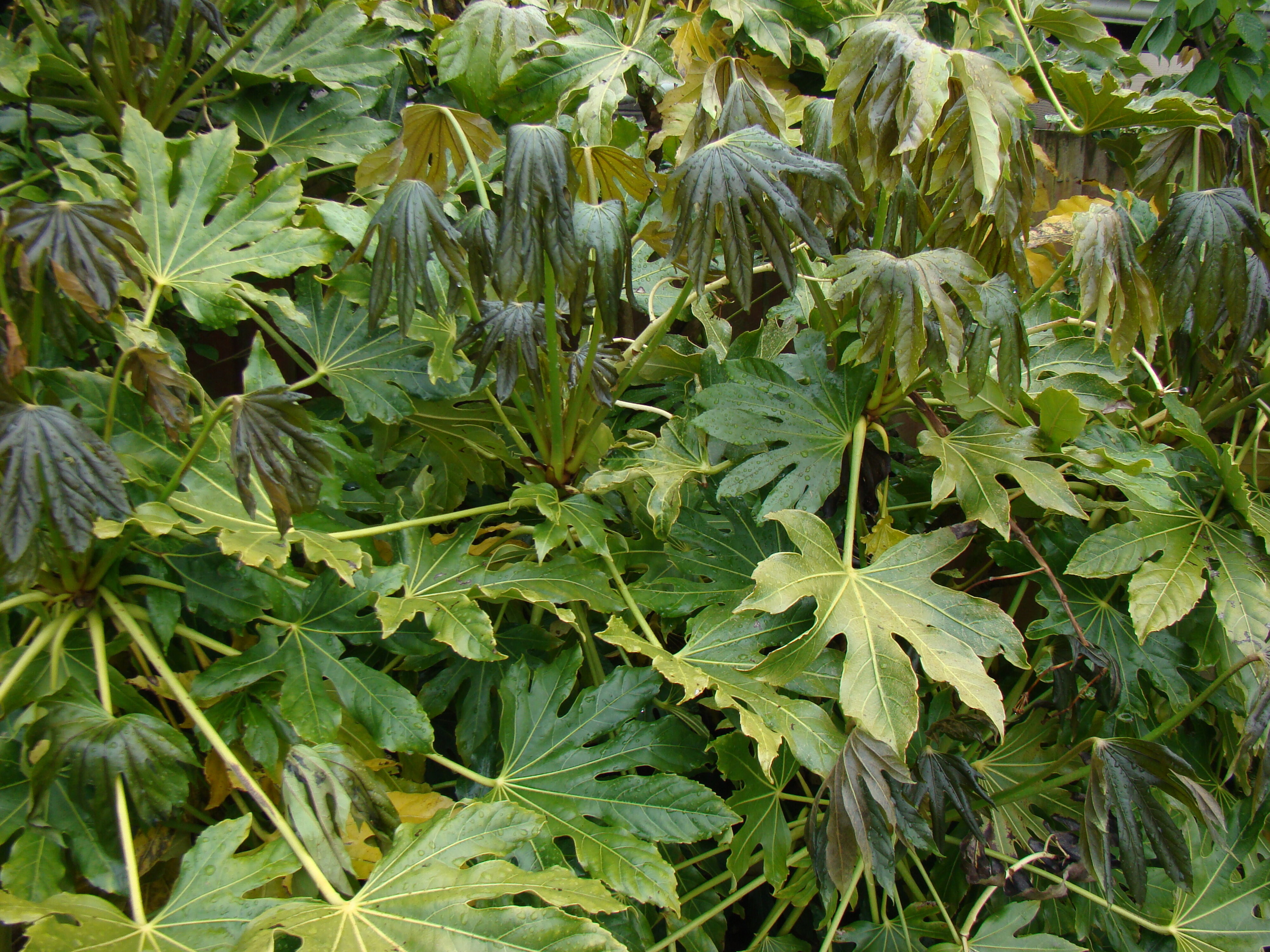 Frost damage Fatsia japonica 2