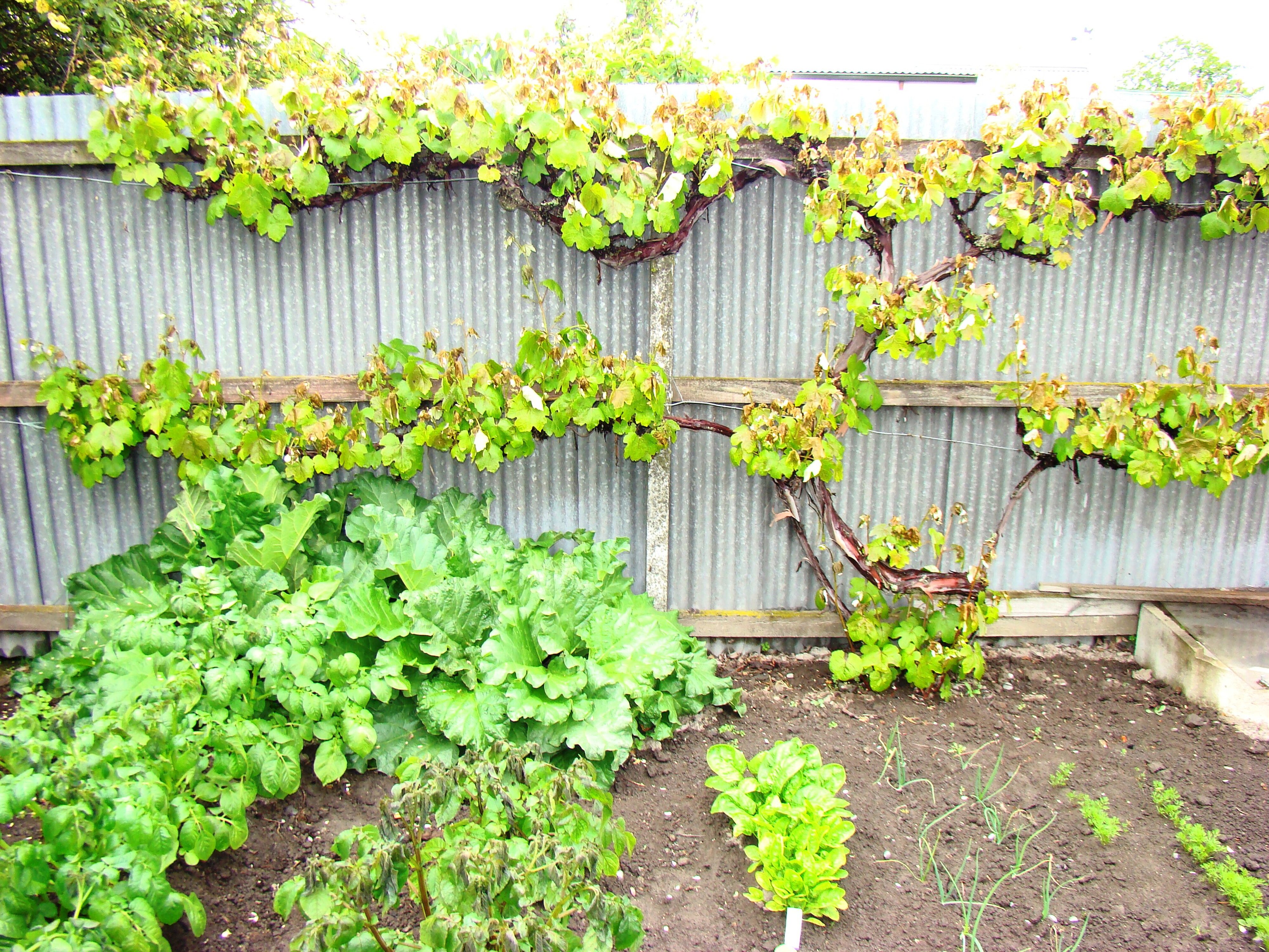 Frost damage grape Chasselas Rose Royale 1