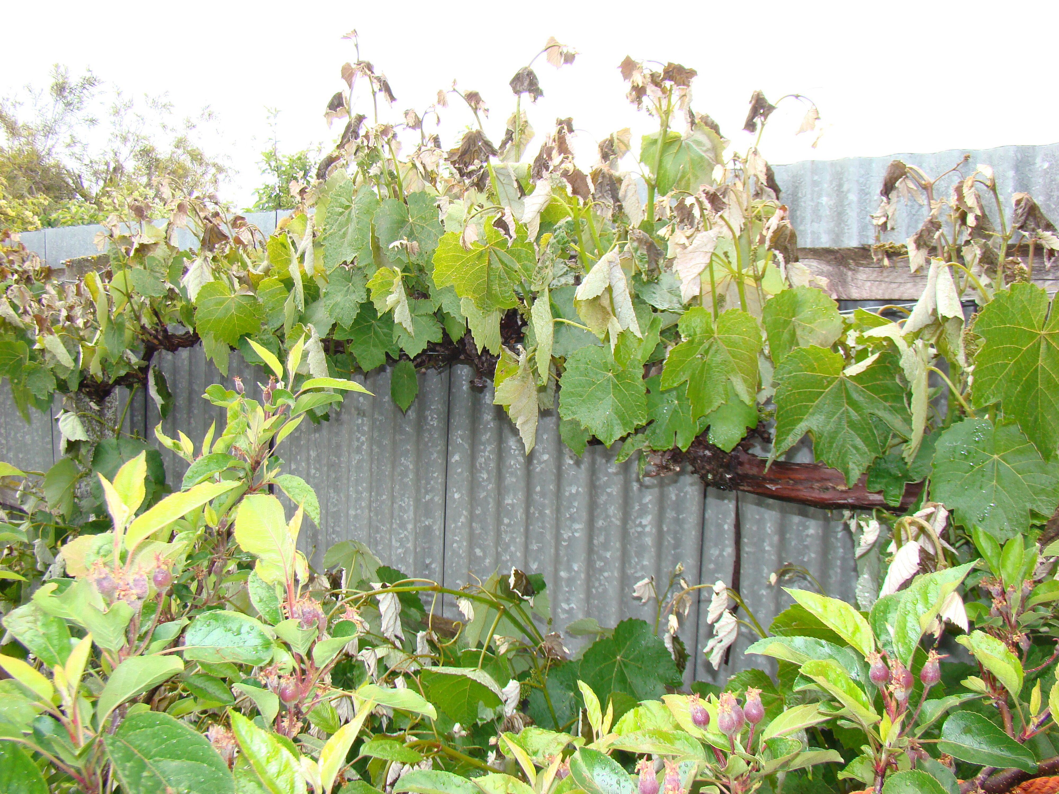 Frost damage grape Chasselas Rose Royale 2