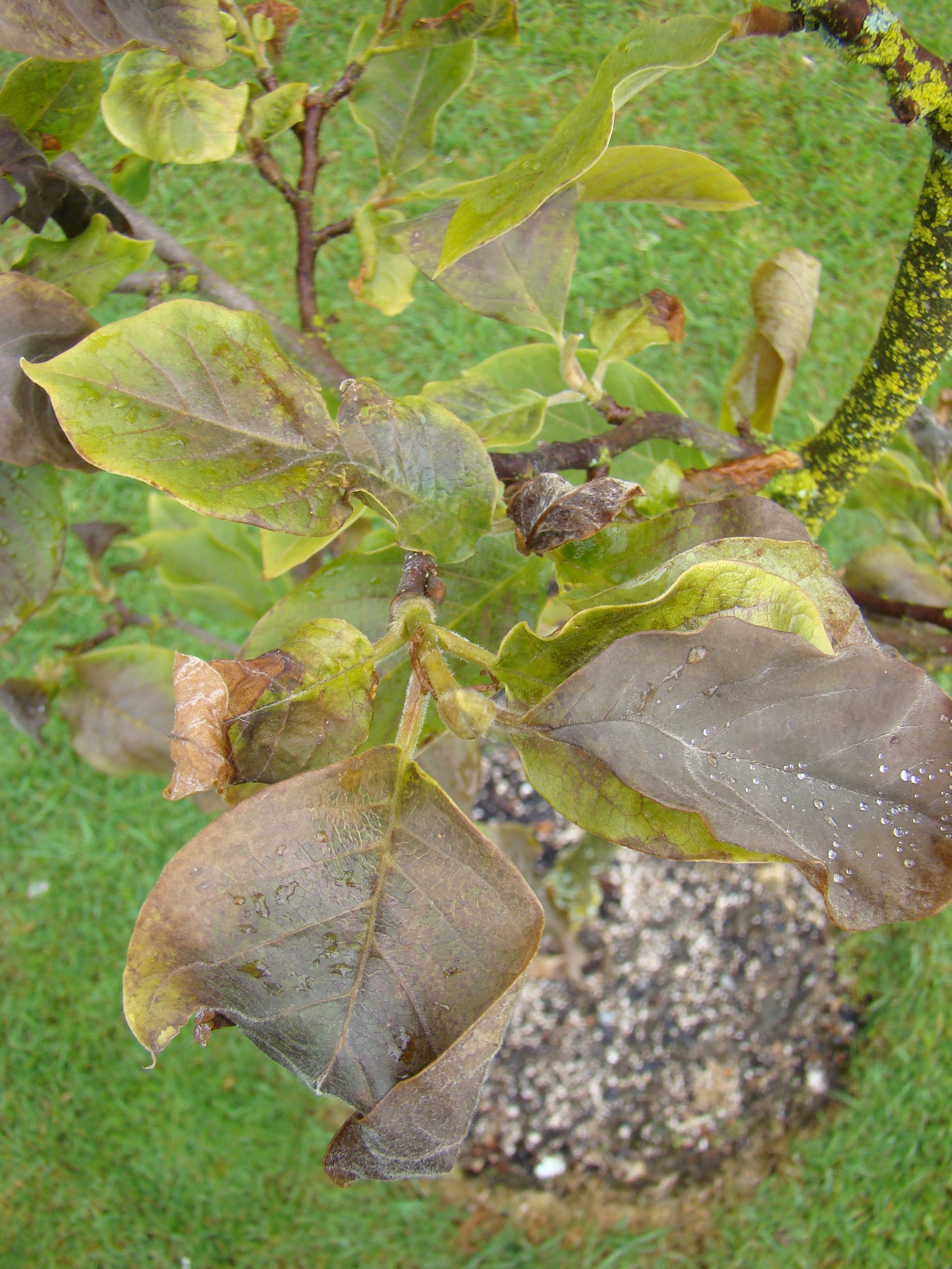 Frost damage Magnolia x soulangiana Vivienne 2