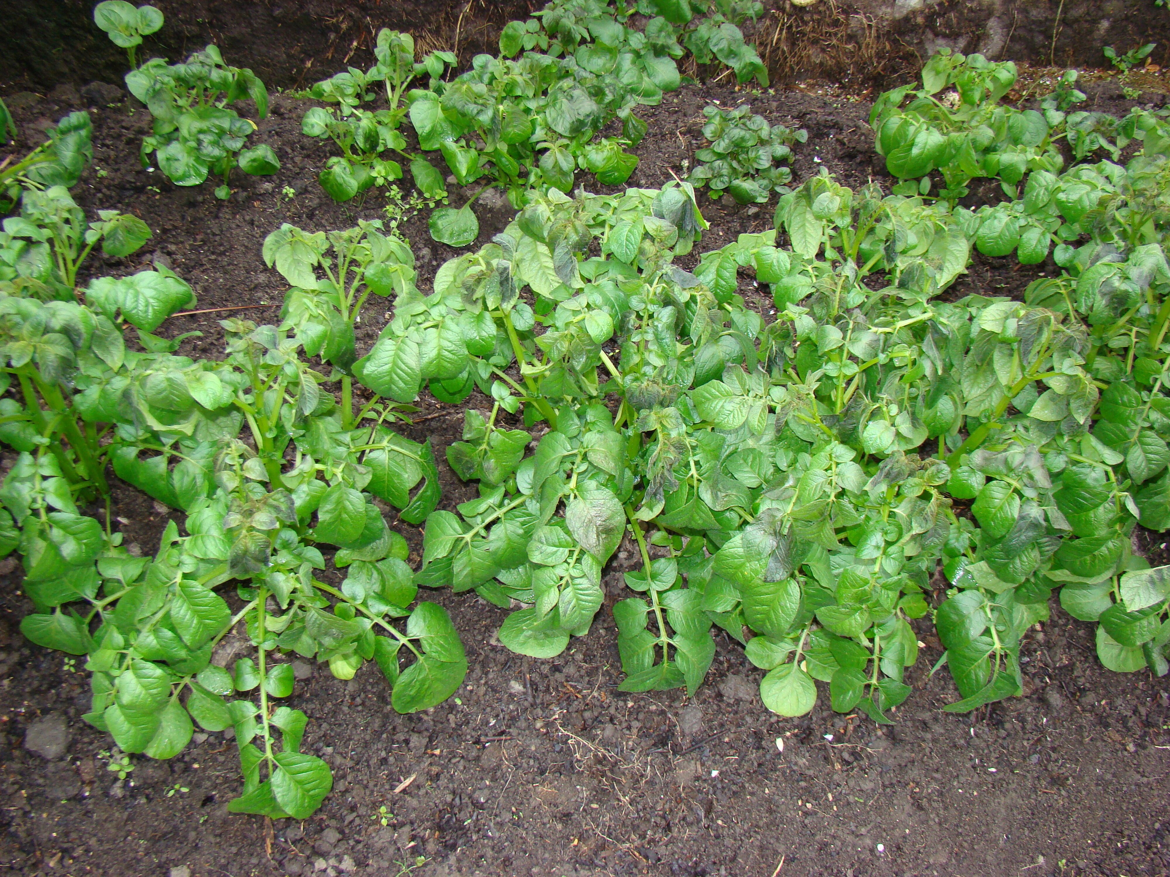 Frost damaged potatoes