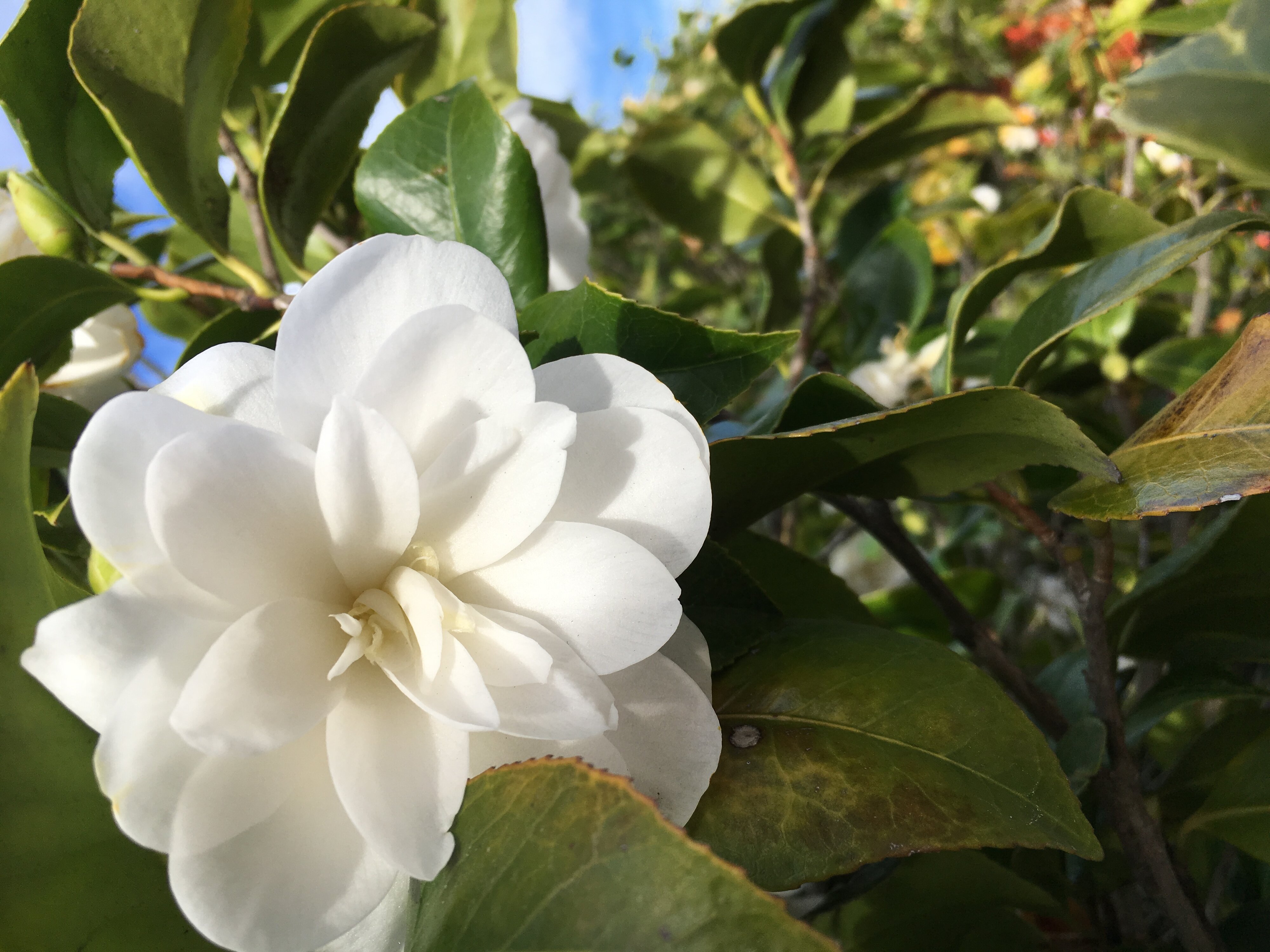 Camellia japonica Kate Sheppard