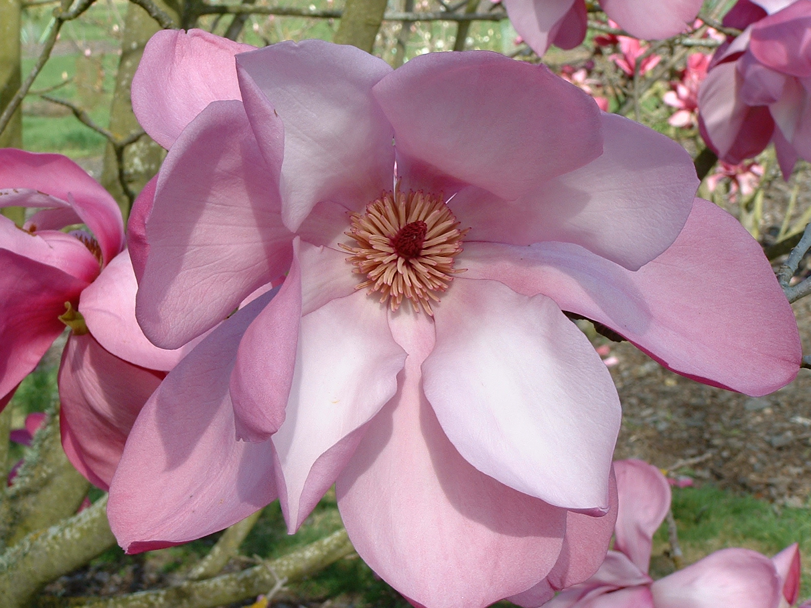 Magnolia sprengeri Burncoose Purple 1