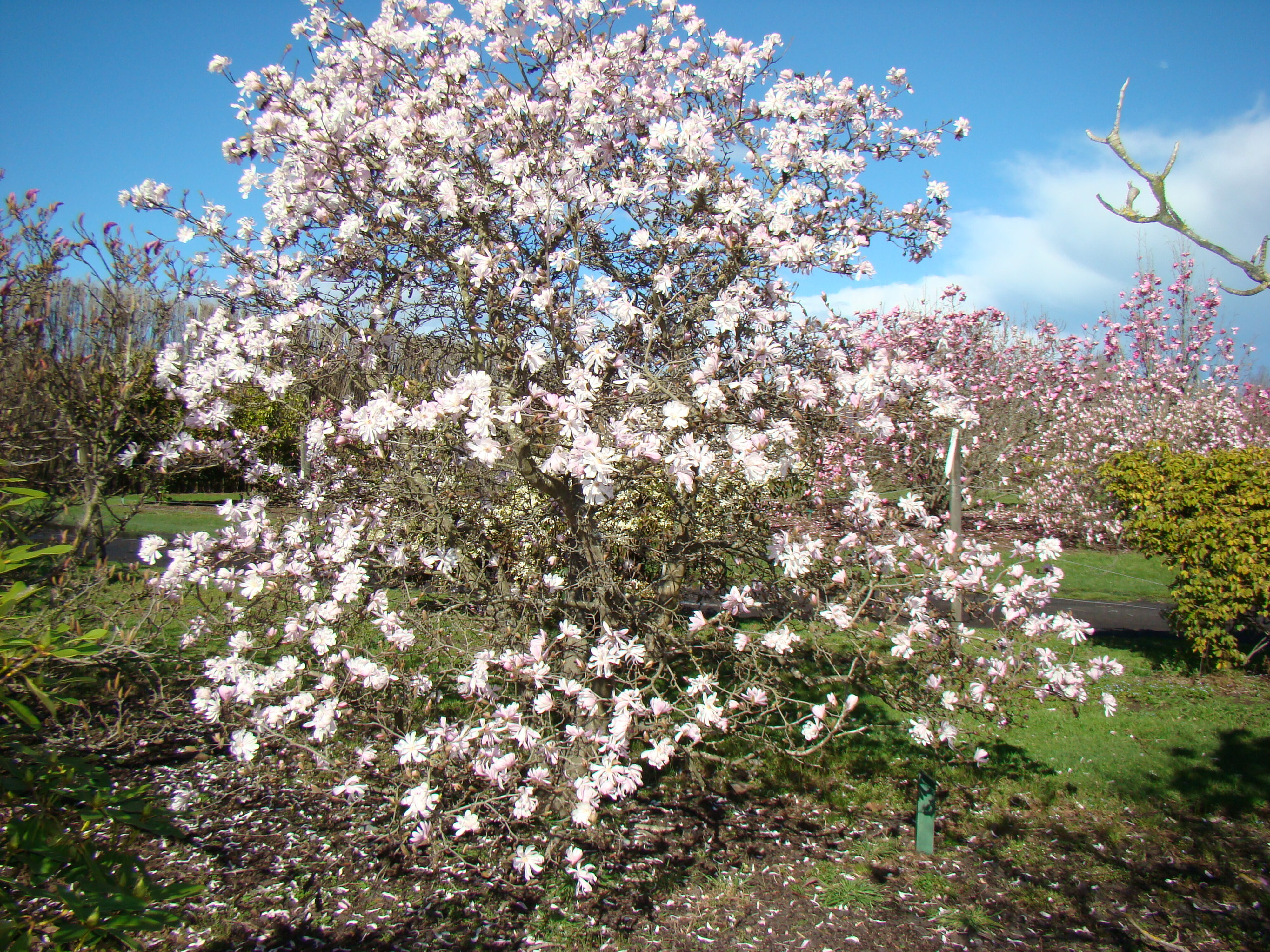 Magnolia stellata King Rose 1