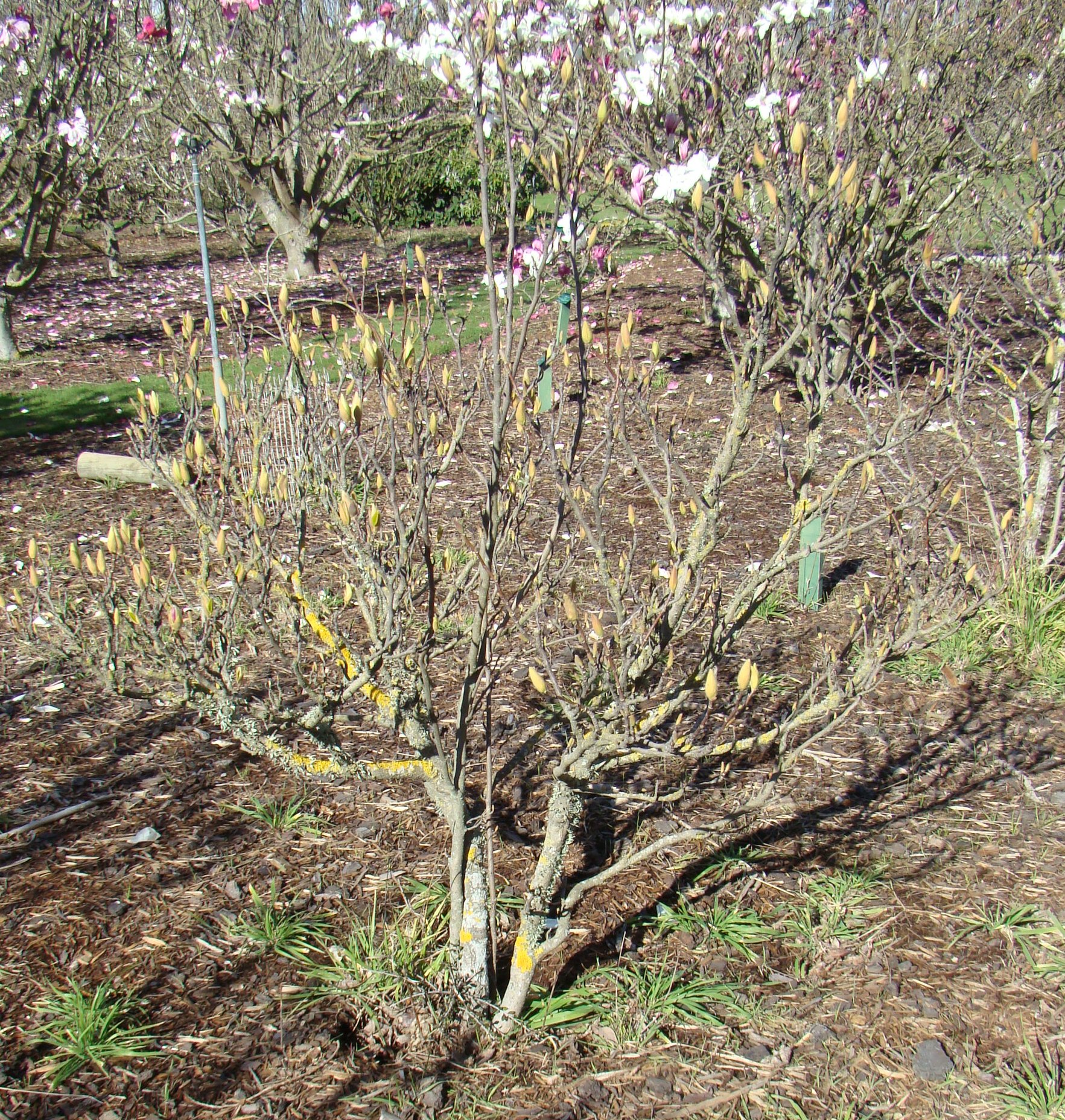 Magnolia x soulangeana Sweet Simplicity 1