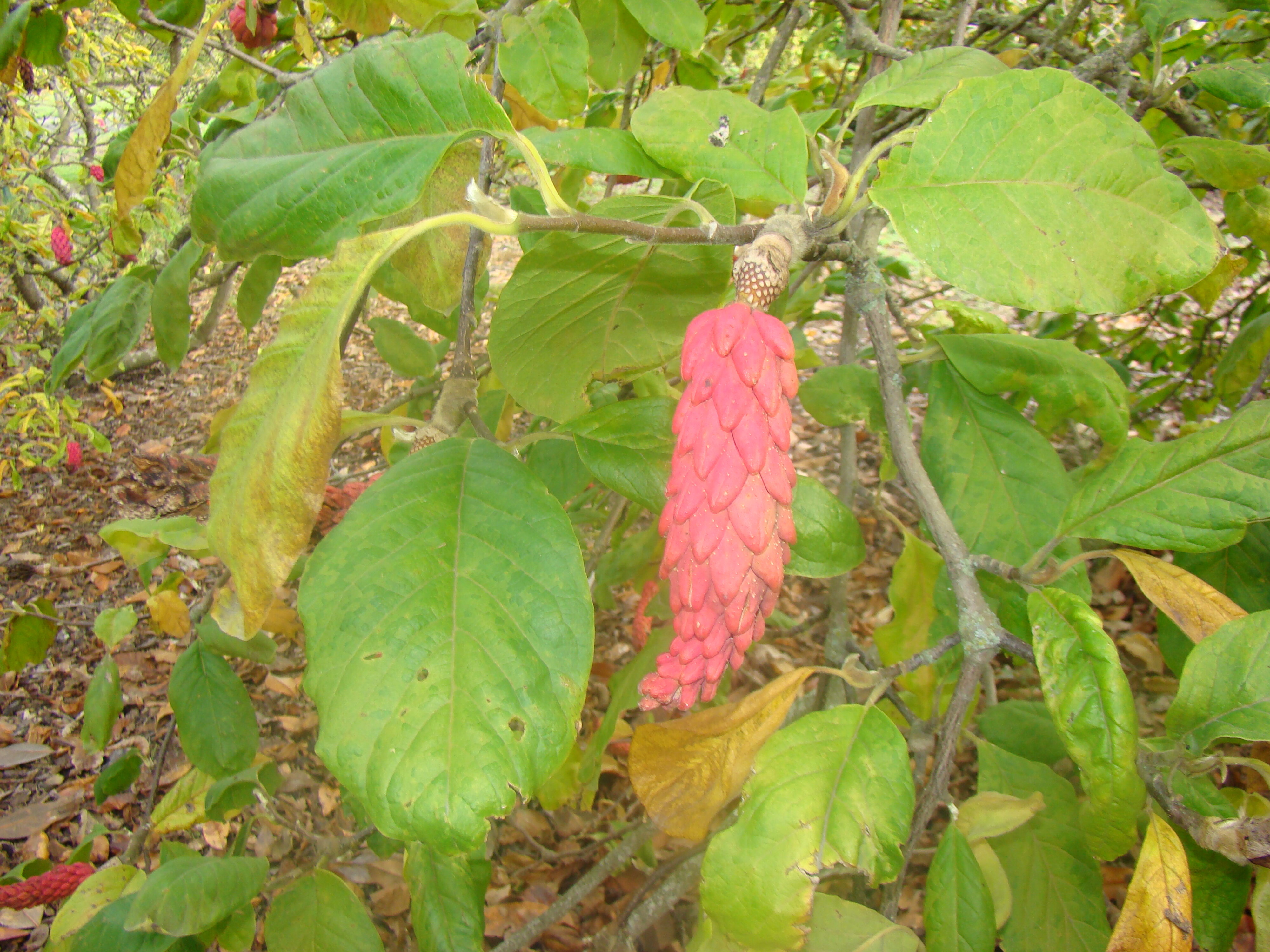 Magnolia x soulangeana Vivienne 1