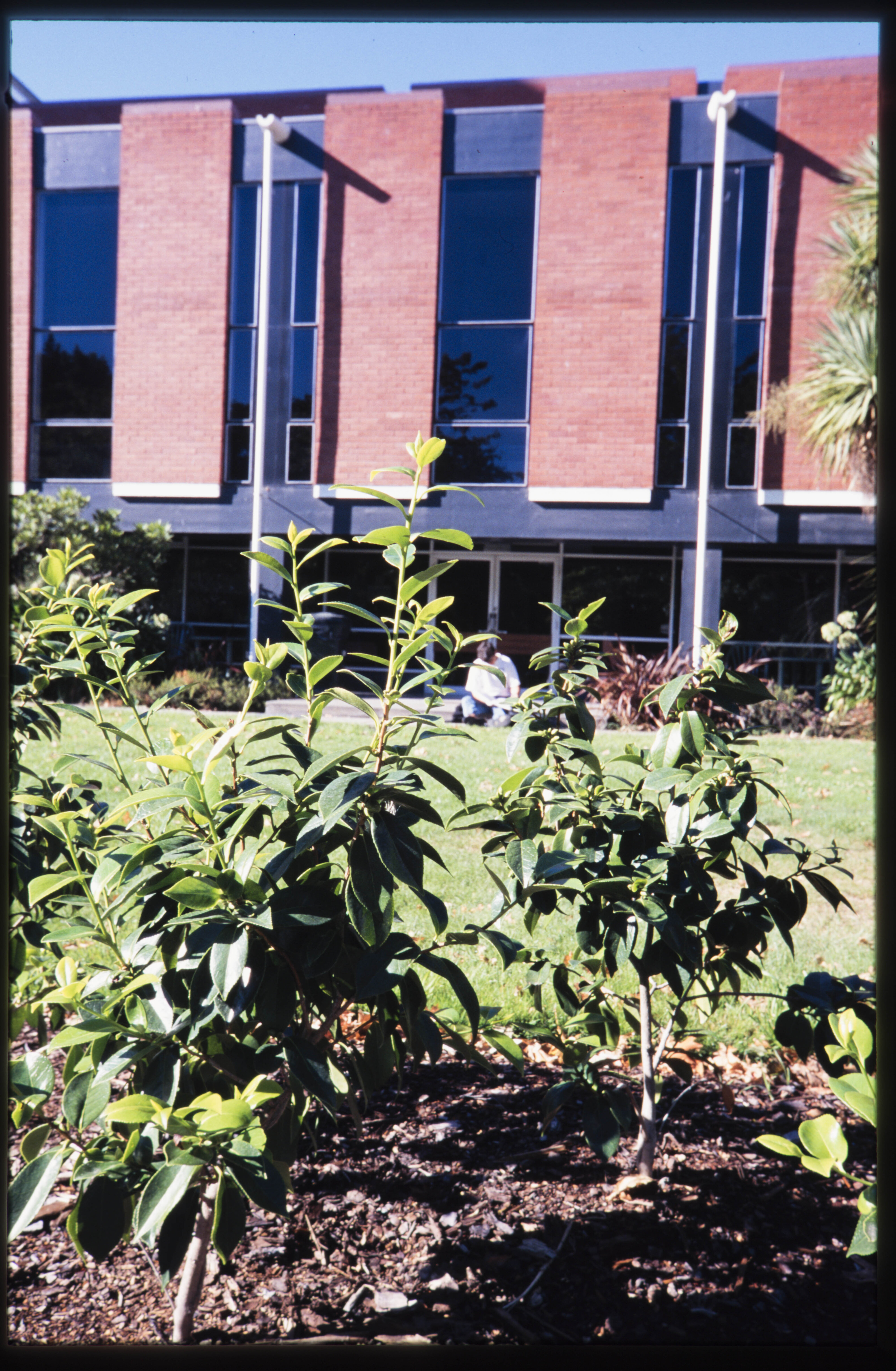 Hedge of Camellia japonica Kate Sheppard looking towards Mrs Os Cafe