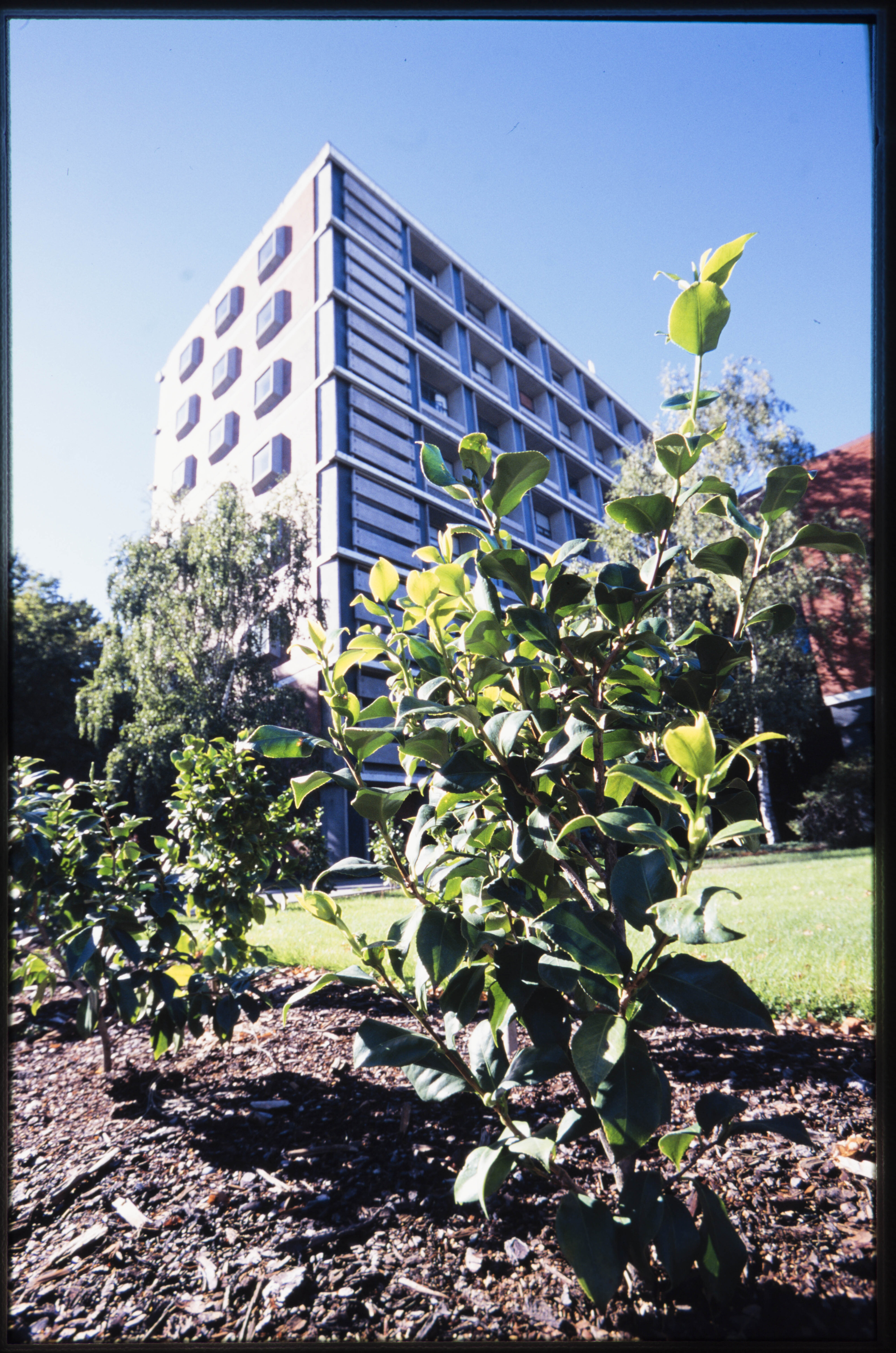 Hedge of Camellia japonica Kate Sheppard outside Burns building
