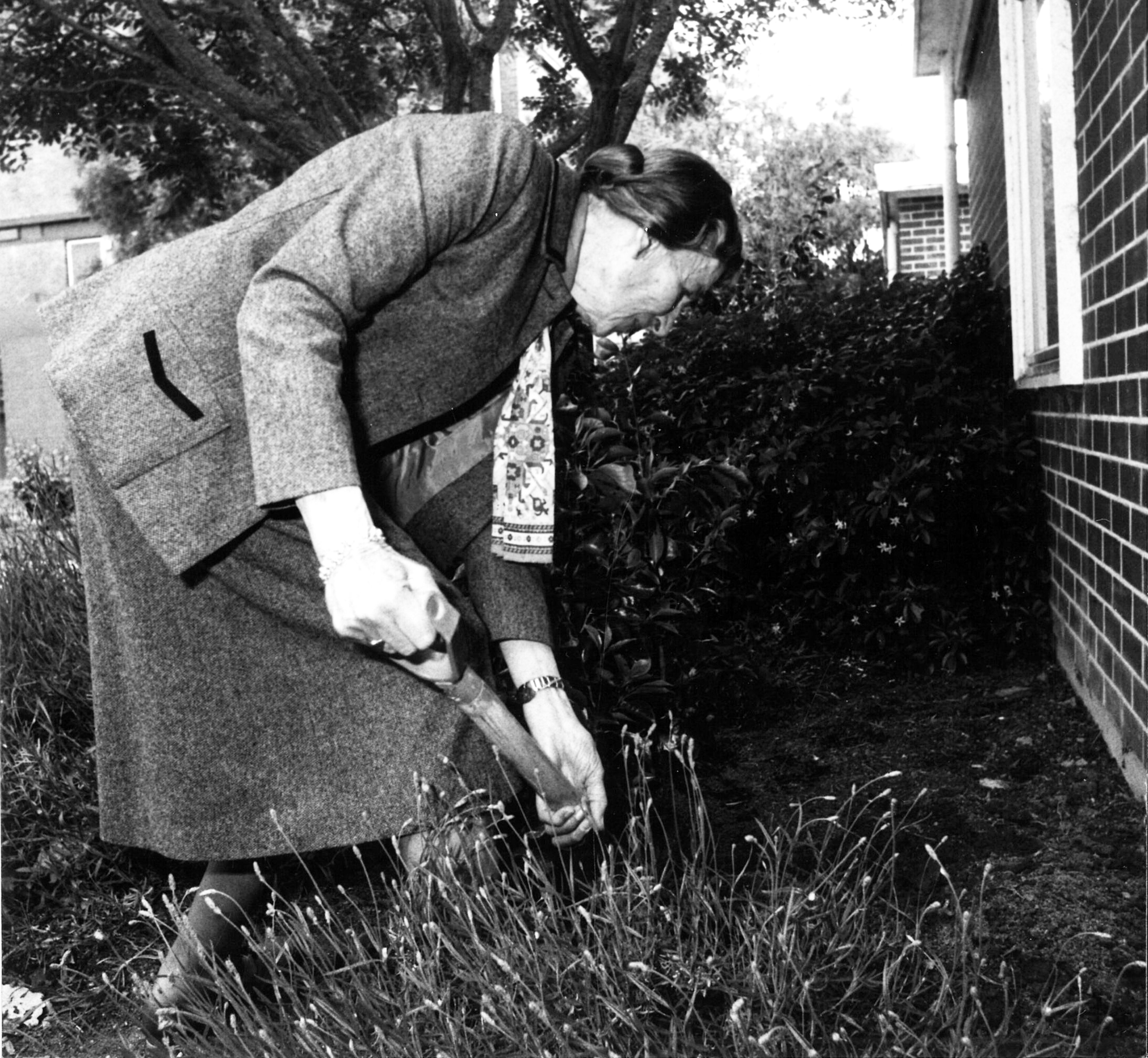 Lady Burns planting a suffrage camellia in the Rose Garden, 8 November 1993